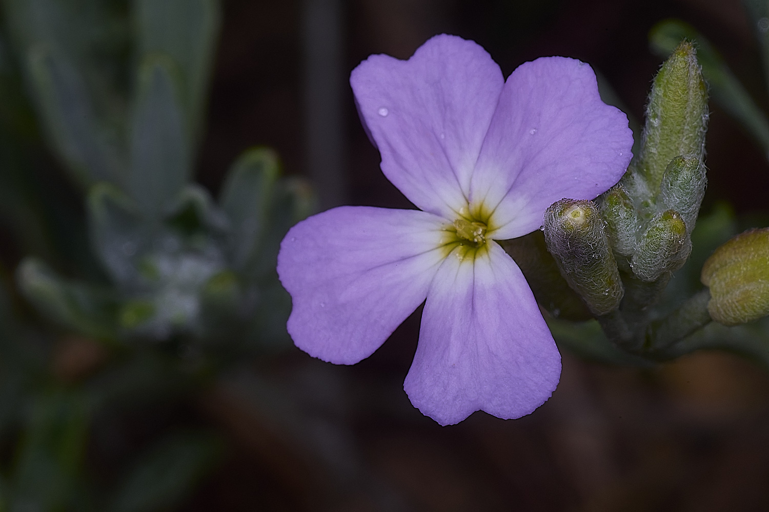 PraiaDeAmoreiraFlower2170325-1