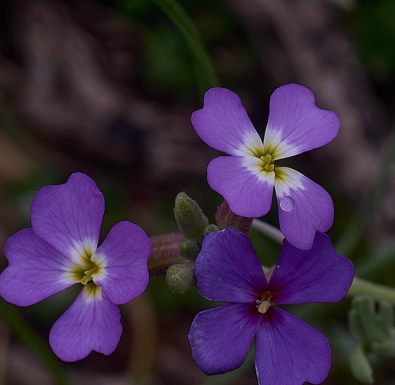 PraiaDeAmoreiraFlower2170325-2