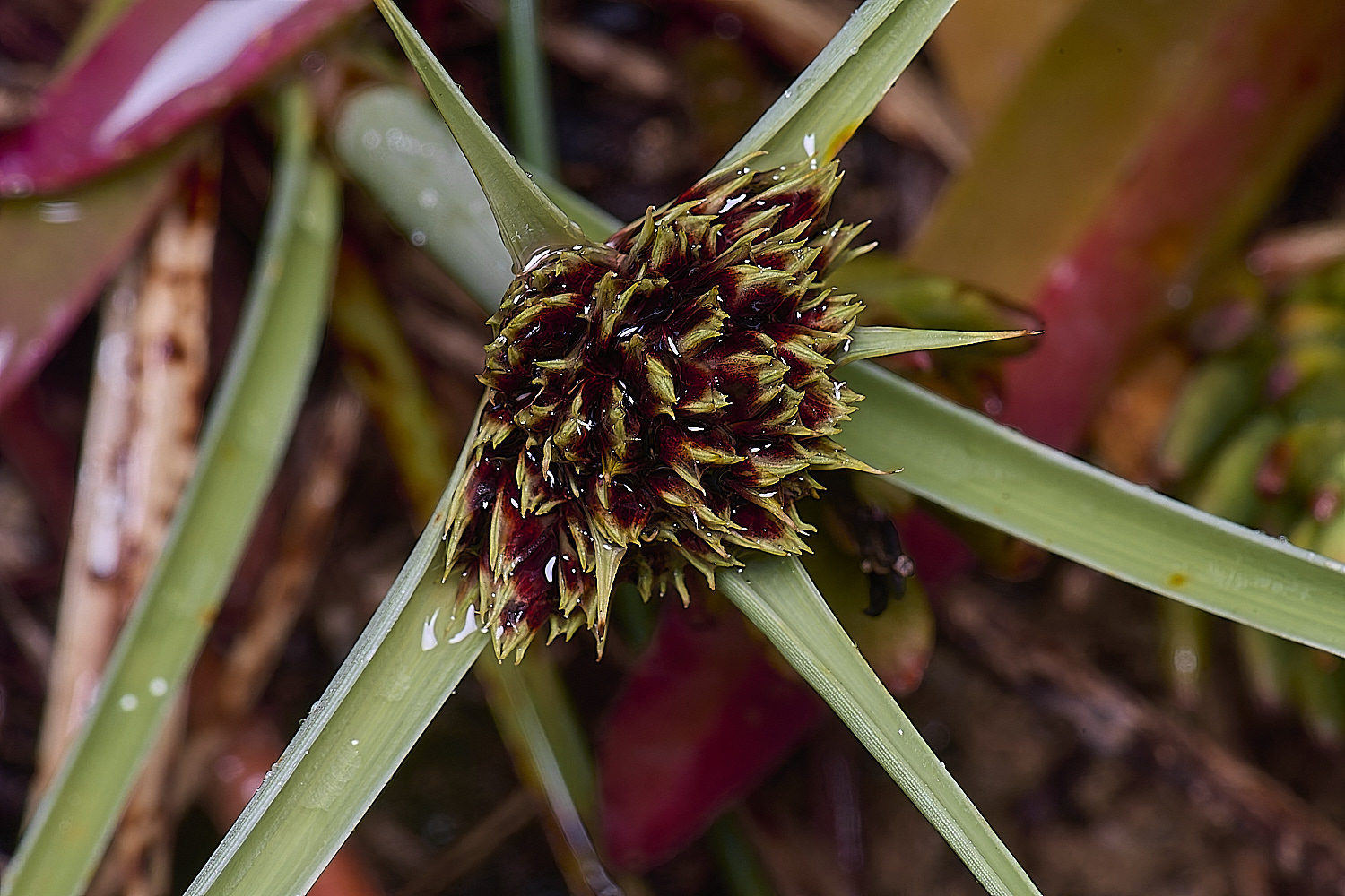 PraiaDeAmoreiraFlower3170325-1