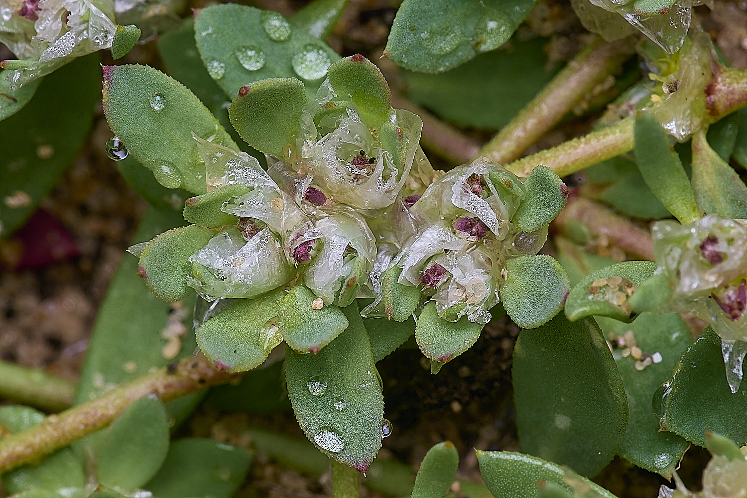 PraiaDeAmoreiraFlower5170325-1