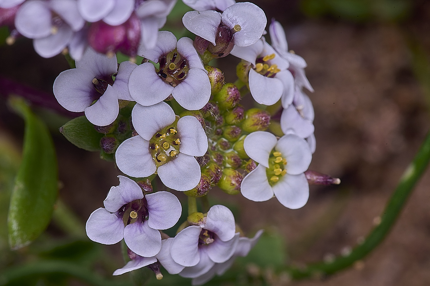 PraiaDeAmoreiraFlower6170325-1