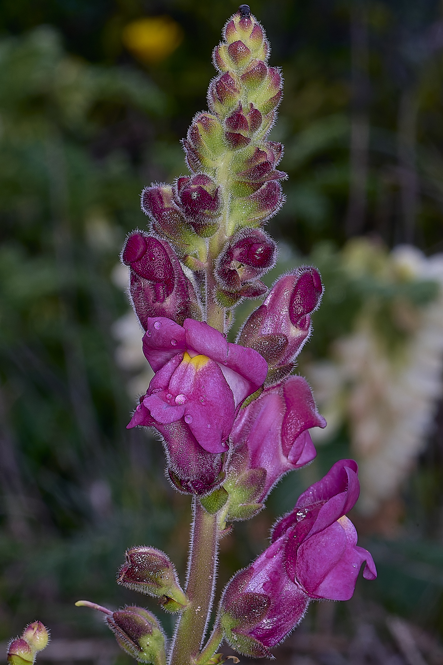 PraiaDeAmoreiraFlower8170325-1