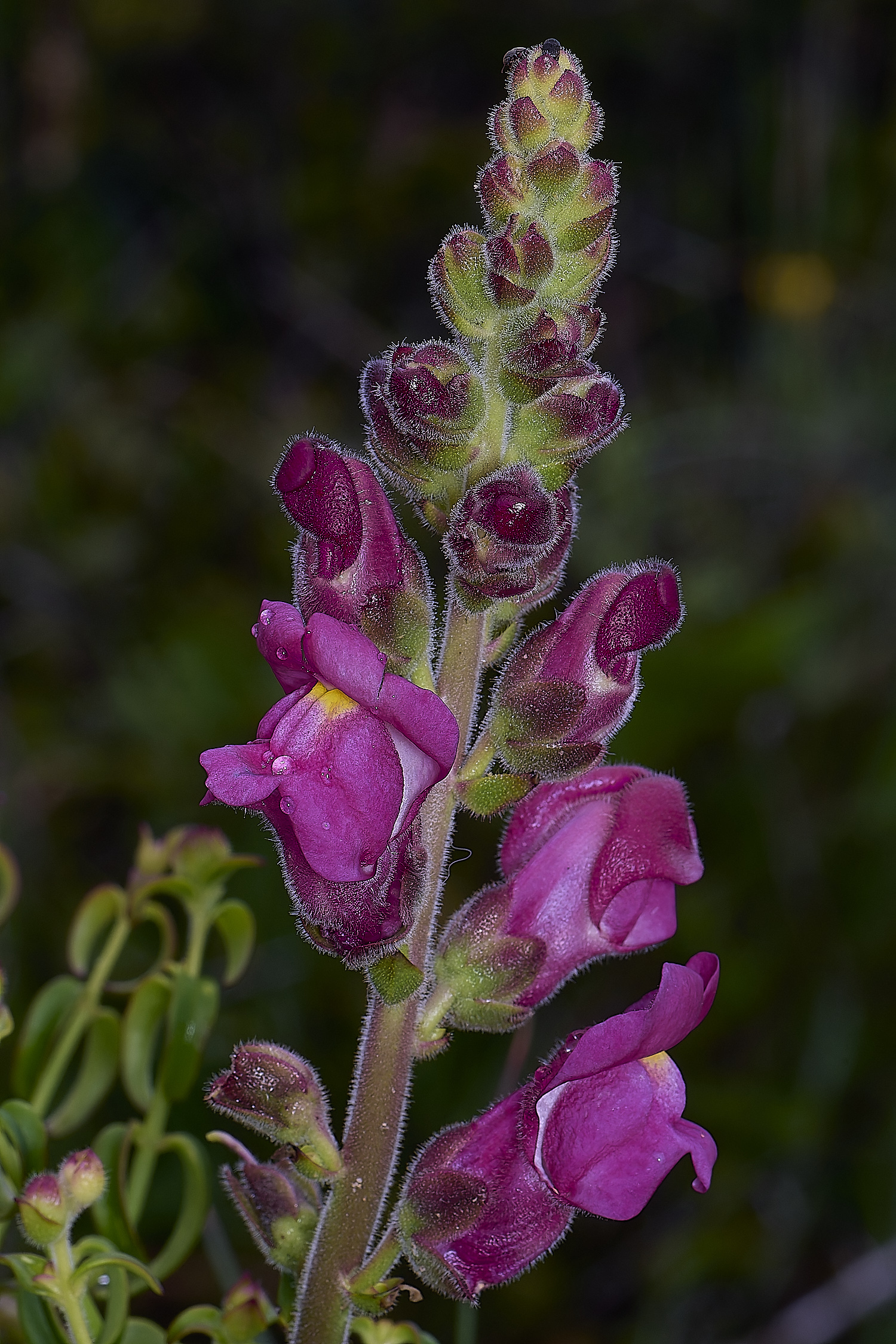 PraiaDeAmoreiraFlower8170325-2