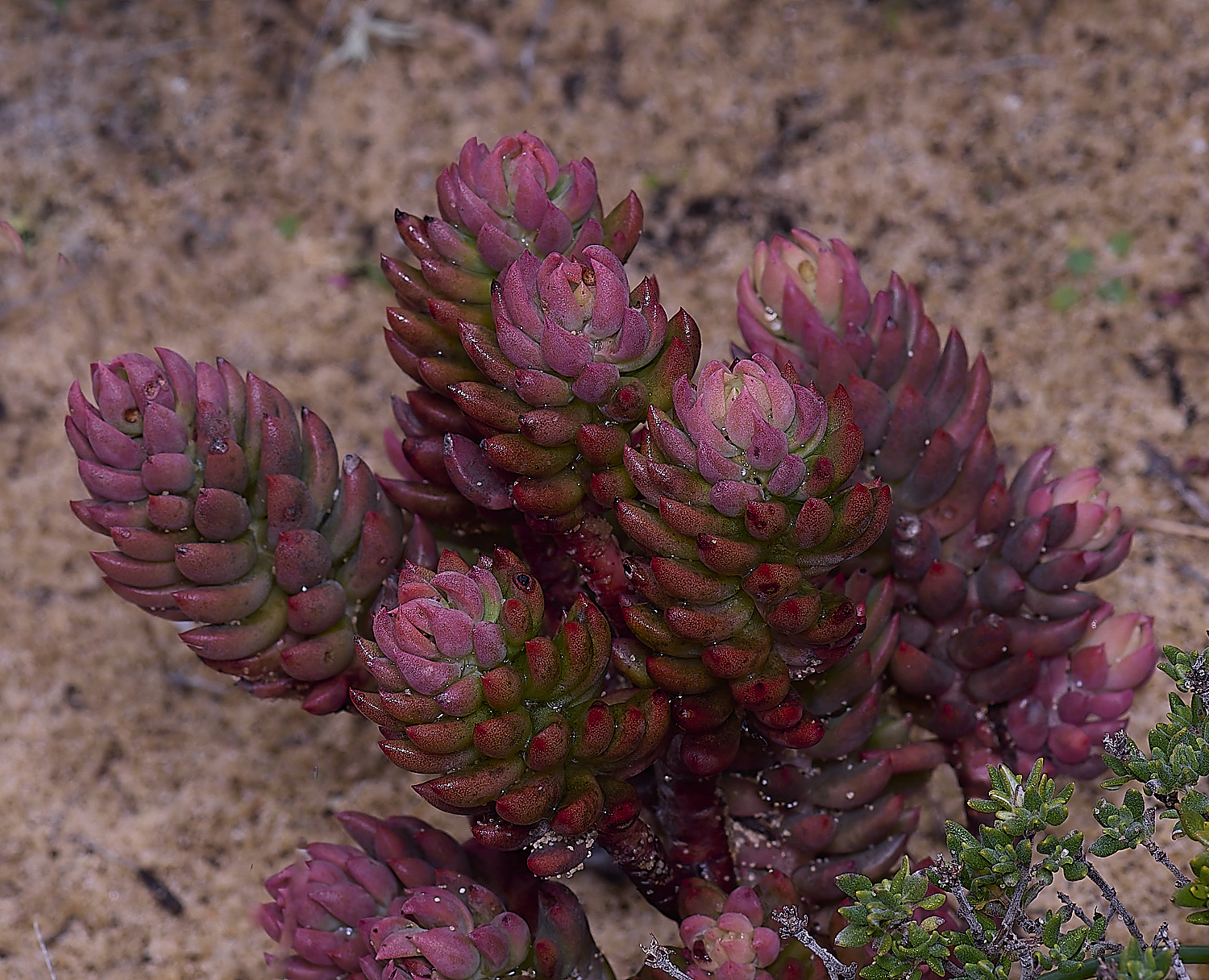 PraiaDeAmoreiraFlower9170325-1