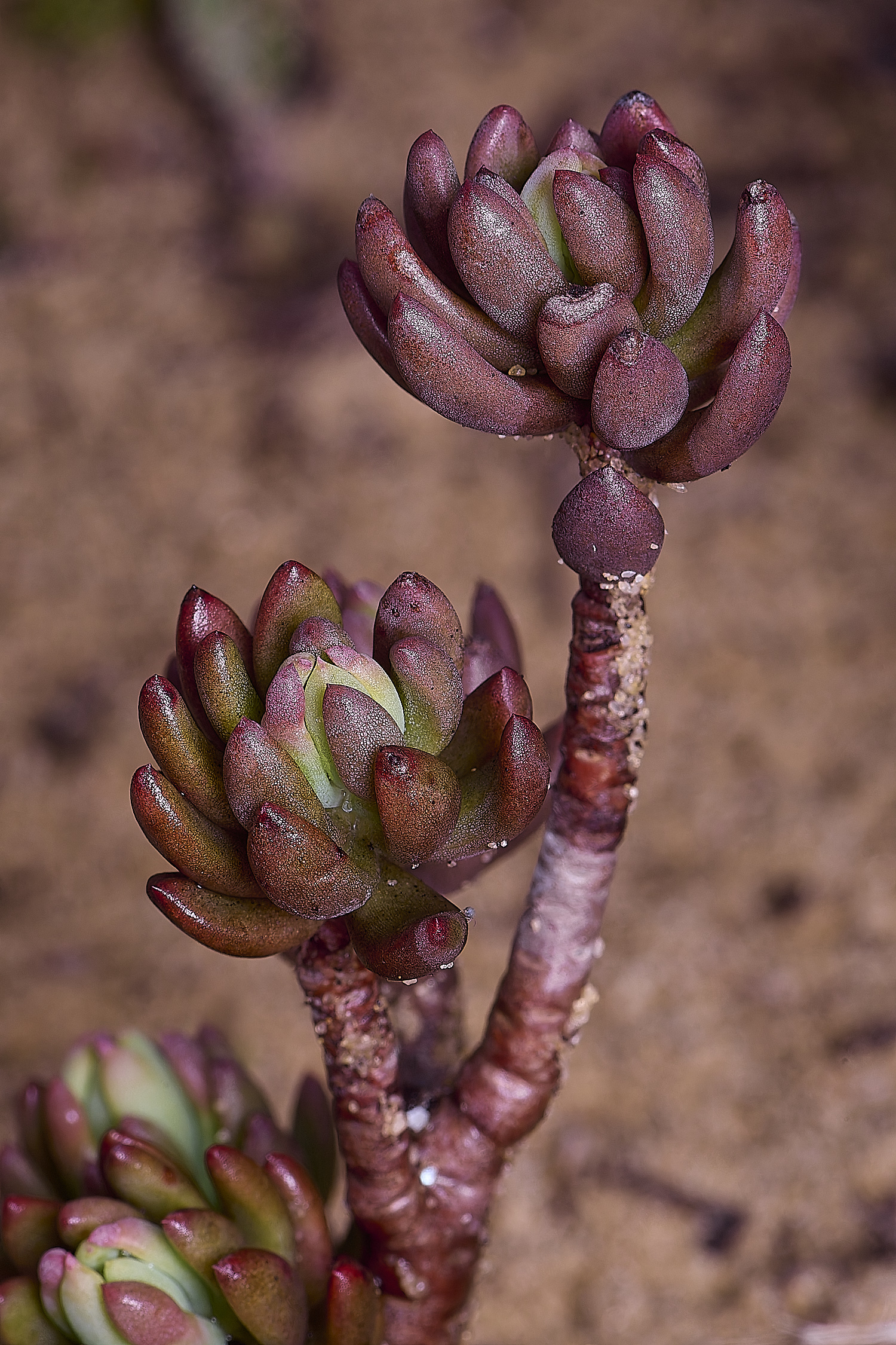 PraiaDeAmoreiraFlower9170325-2