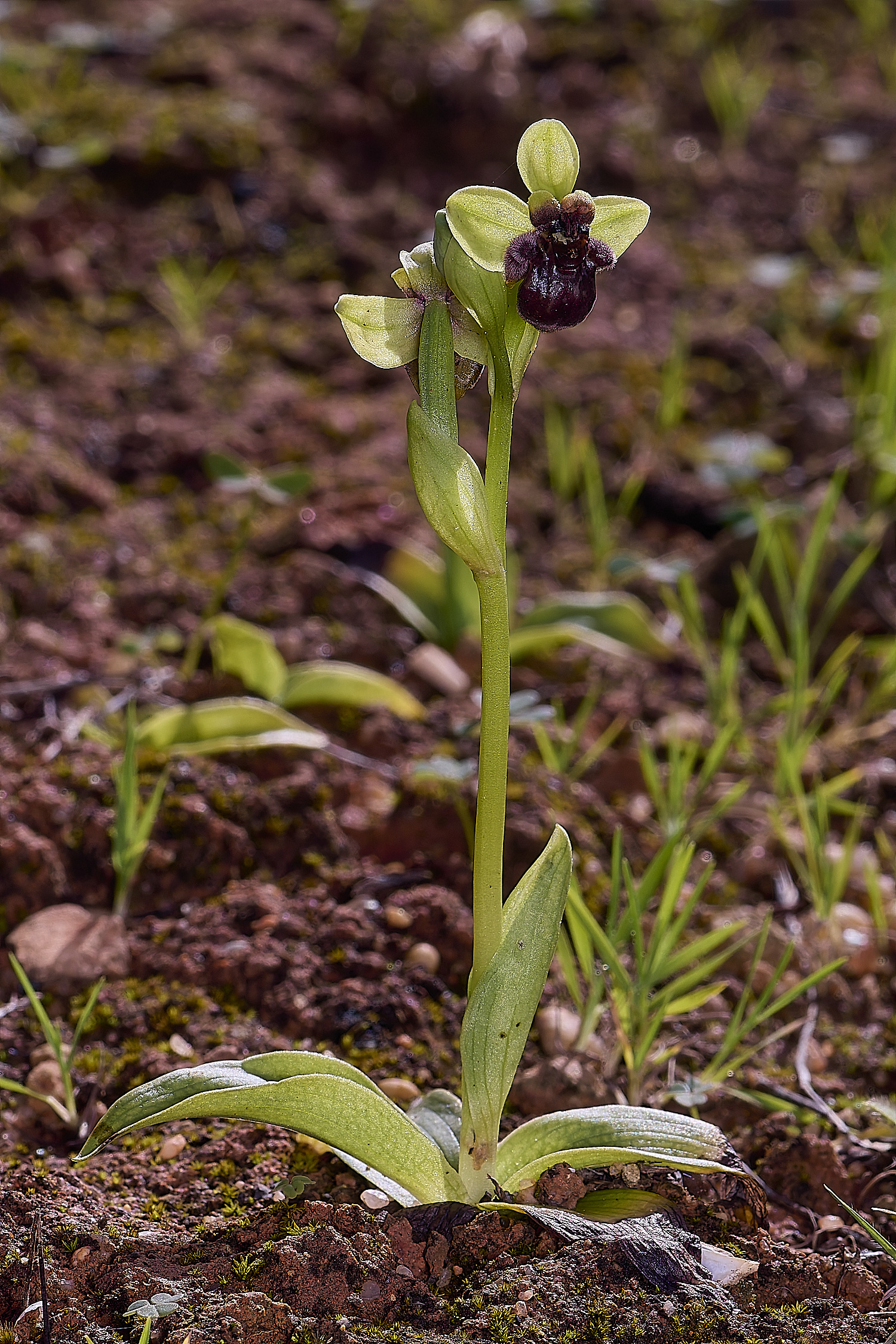 QuintaDaRochaBumboeBee220325-2