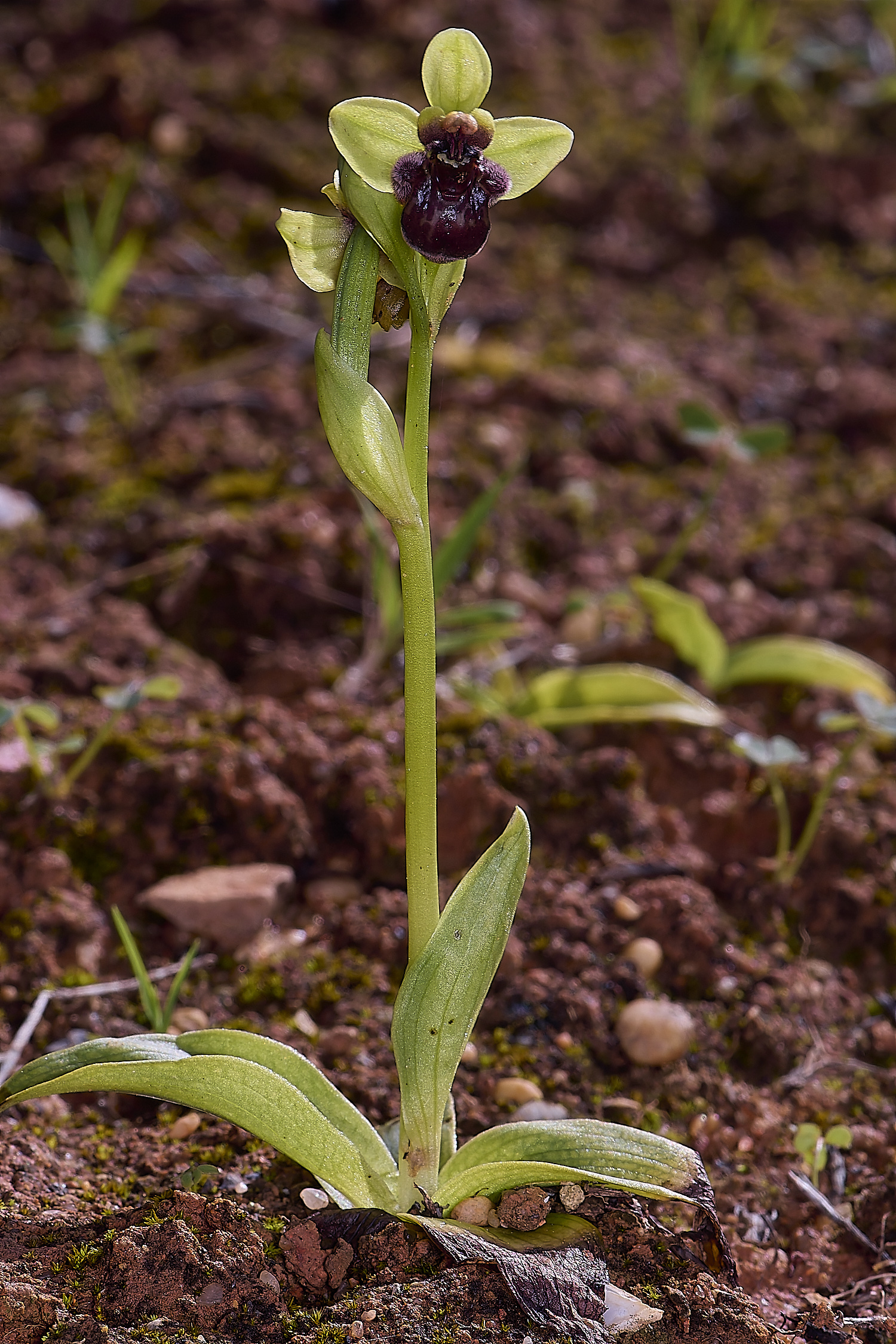 QuintaDaRochaBumboeBee220325-3