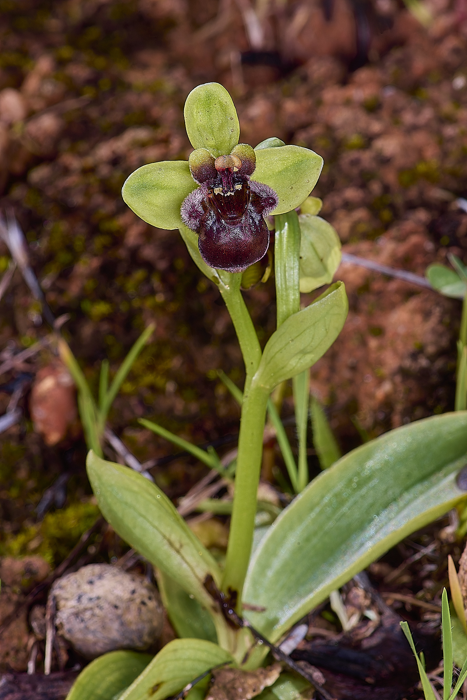 QuintaDaRochaBumboeBee220325-4