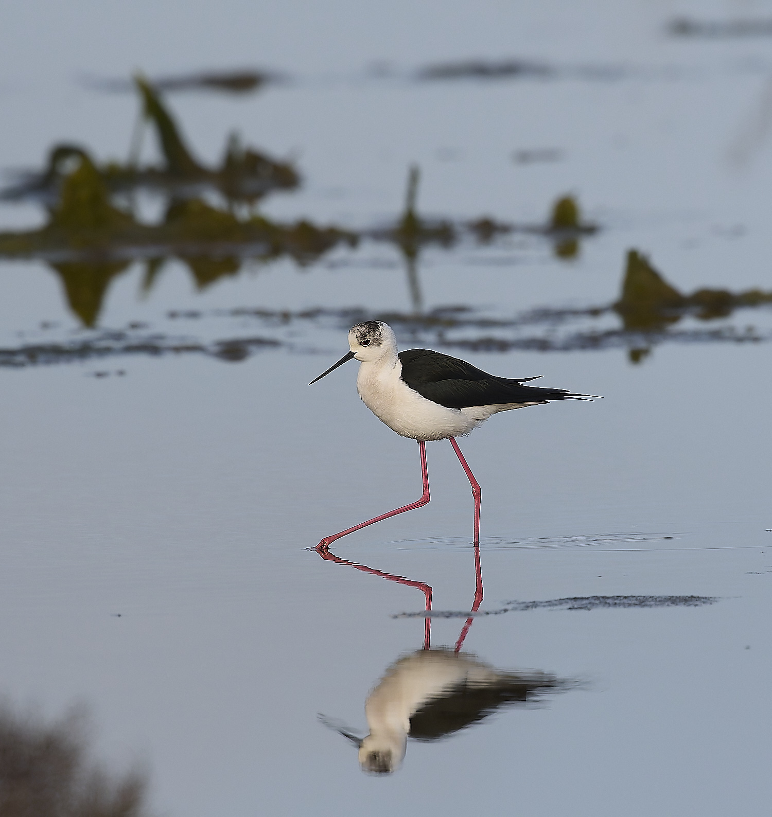 QuintaDaRochaBWS-1 2-NEF-