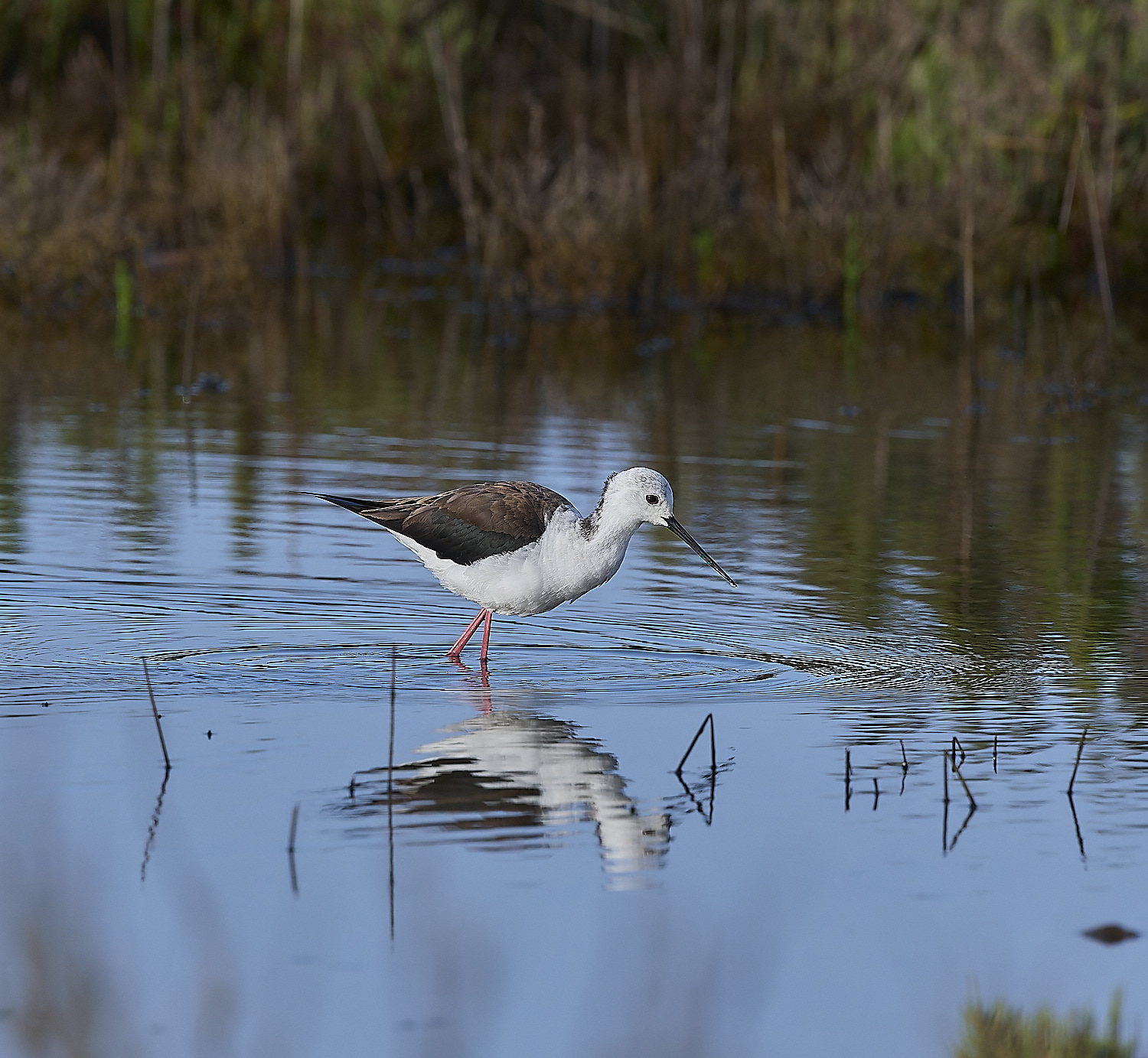 QuintaDaRochaBWS-10 2-NEF-