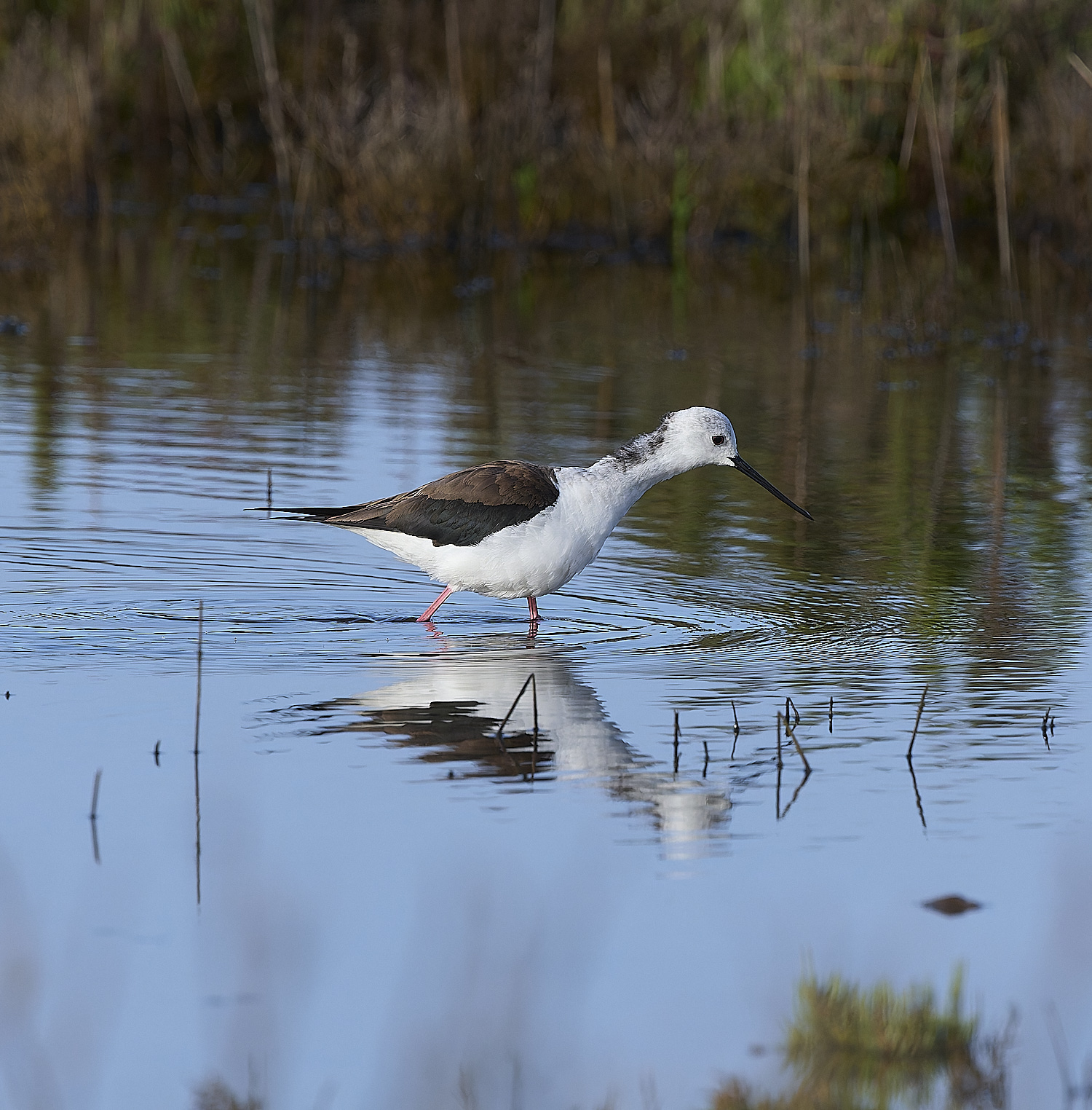 QuintaDaRochaBWS-11 2-NEF-