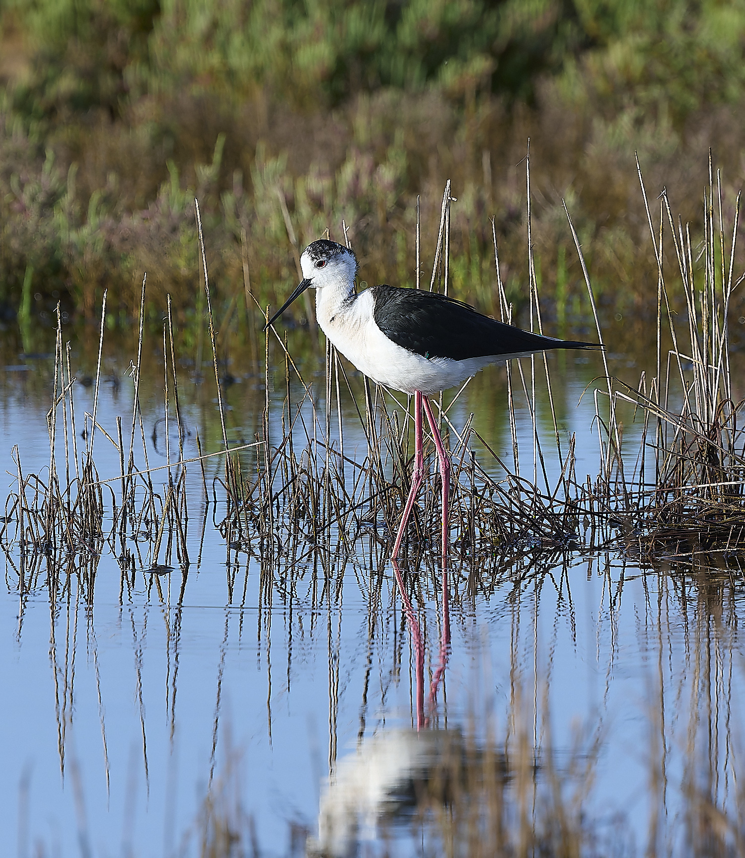 QuintaDaRochaBWS-12 2-NEF-