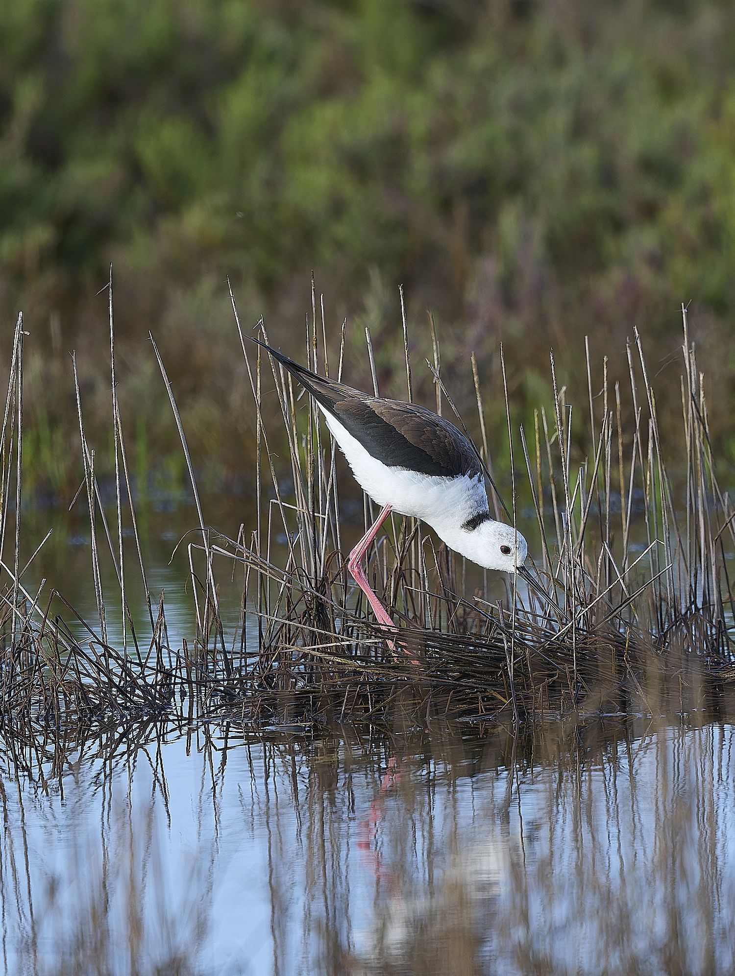 QuintaDaRochaBWS-2 2-NEF-