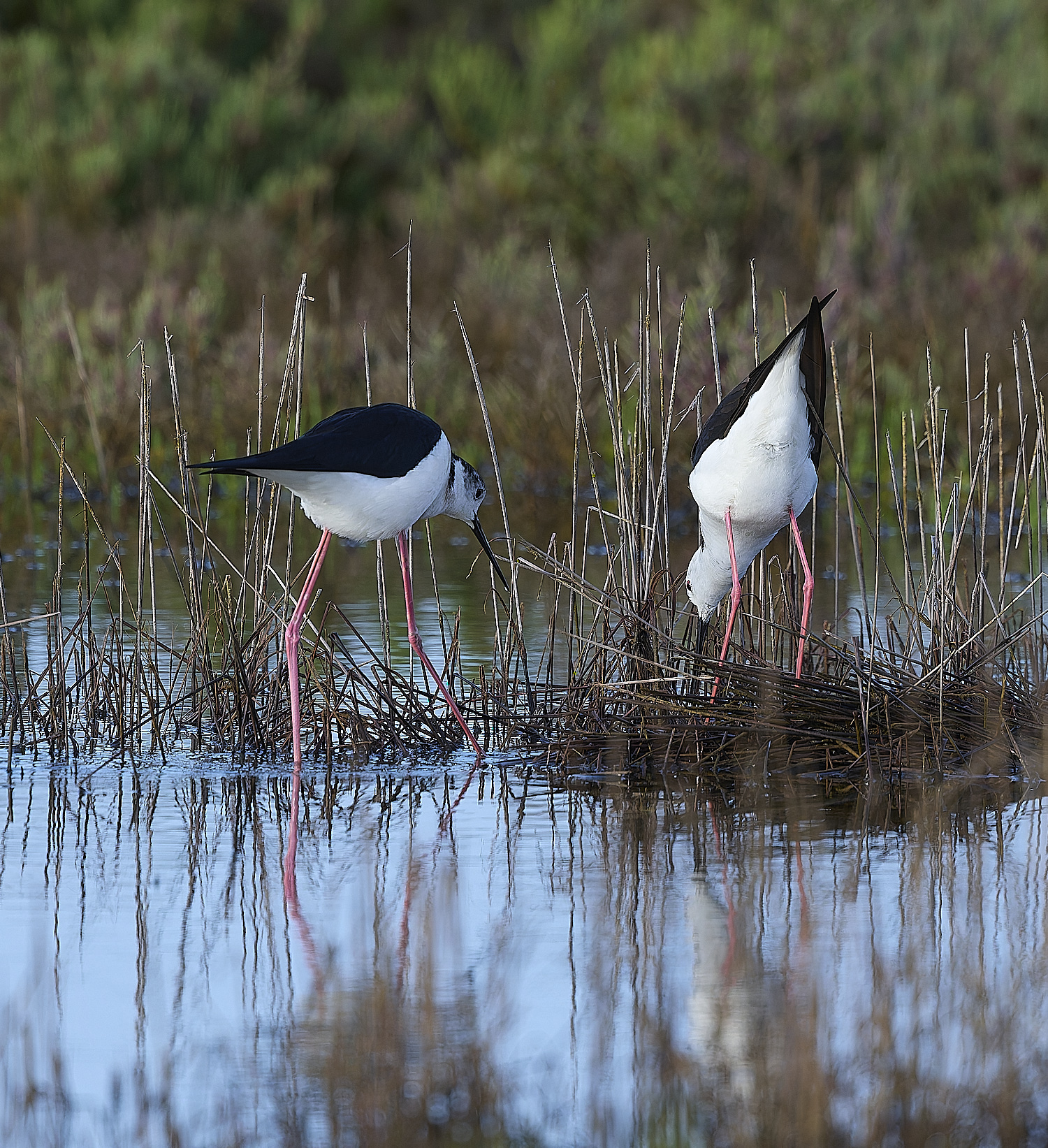 QuintaDaRochaBWS-3 2-NEF-