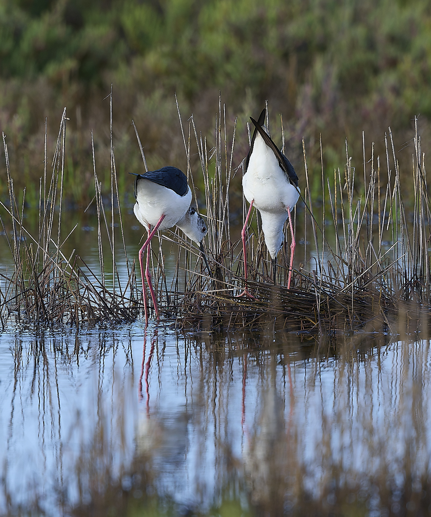 QuintaDaRochaBWS-4 2-NEF-