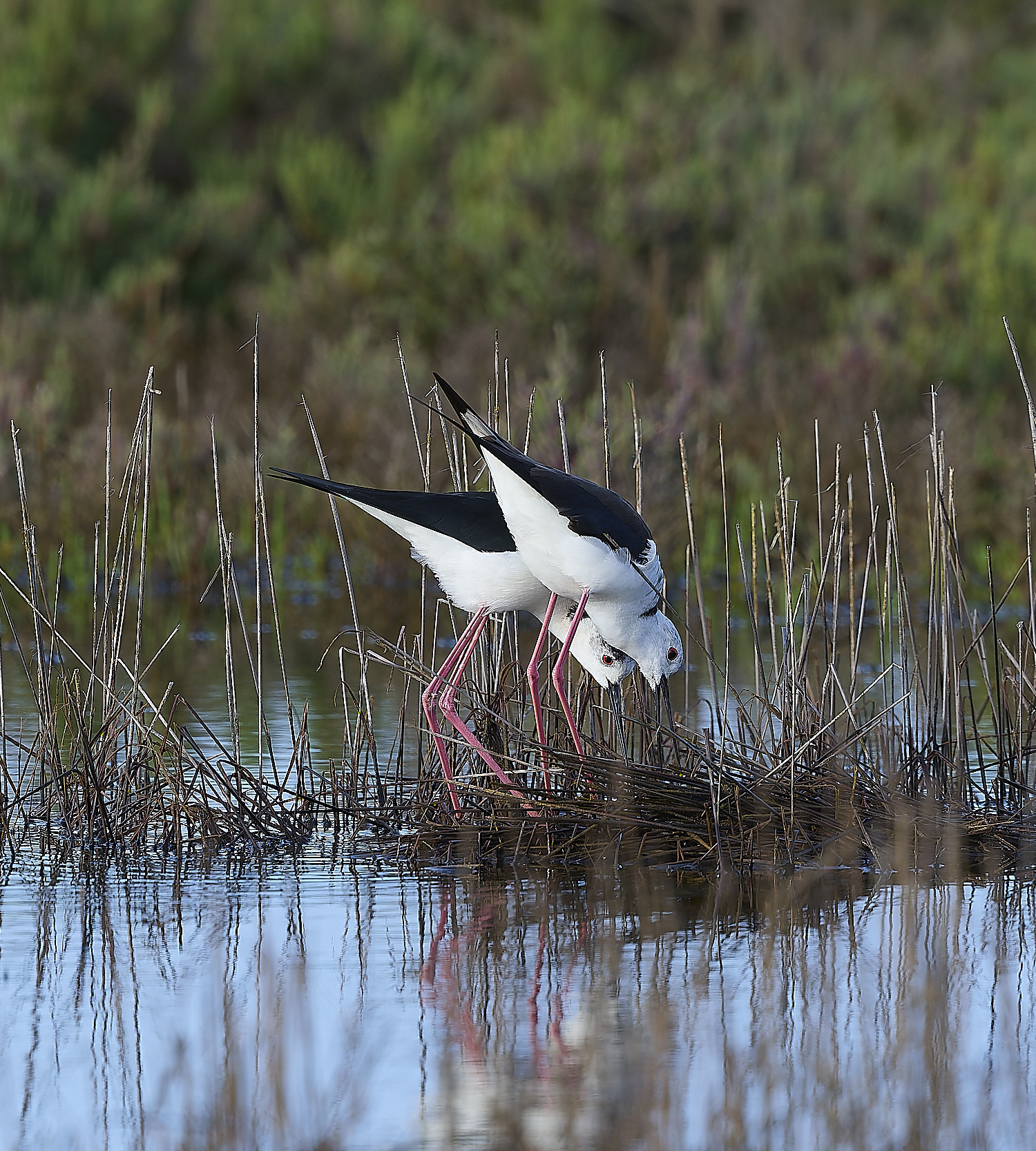 QuintaDaRochaBWS-5 2-NEF-