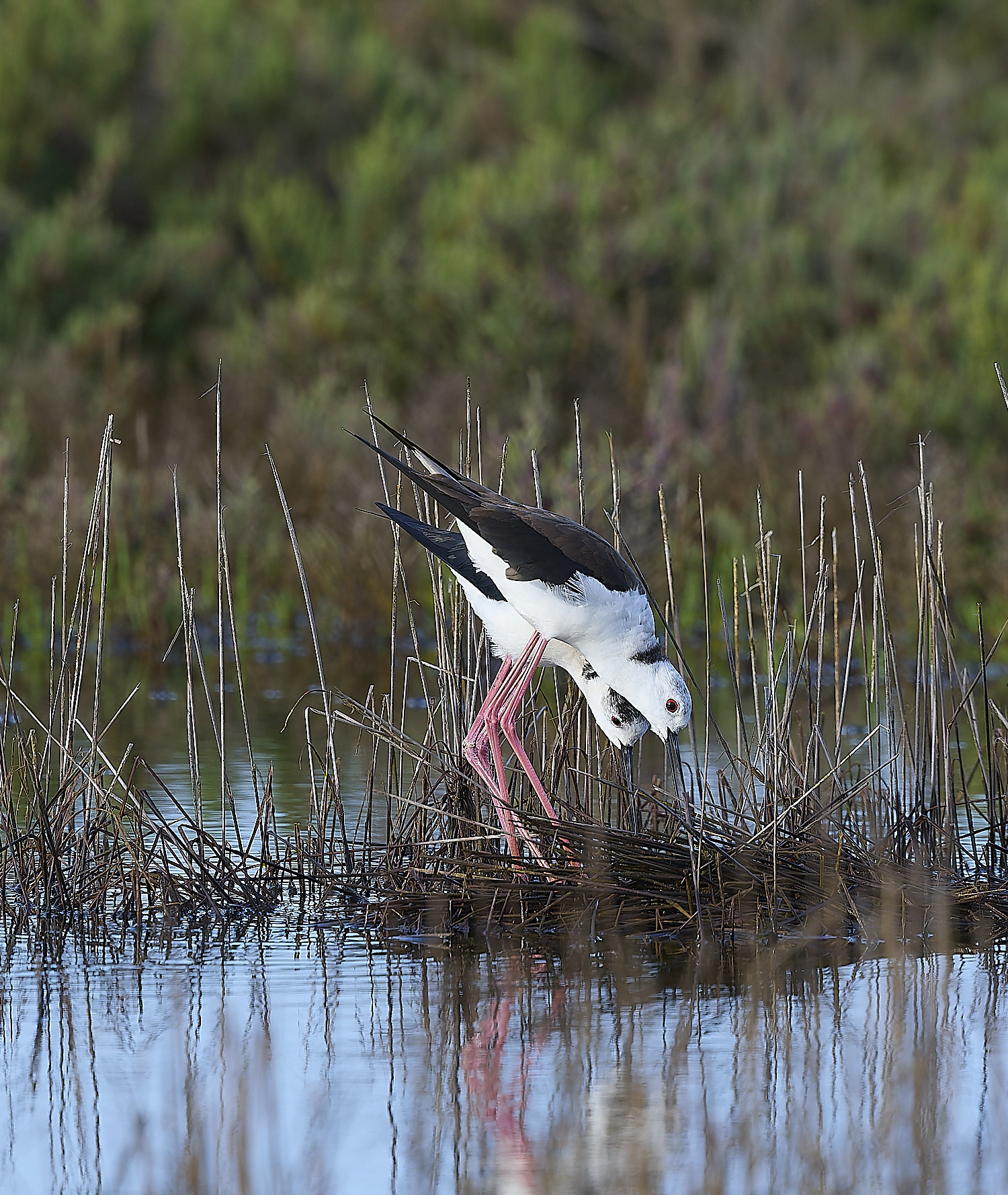 QuintaDaRochaBWS-6 2-NEF-