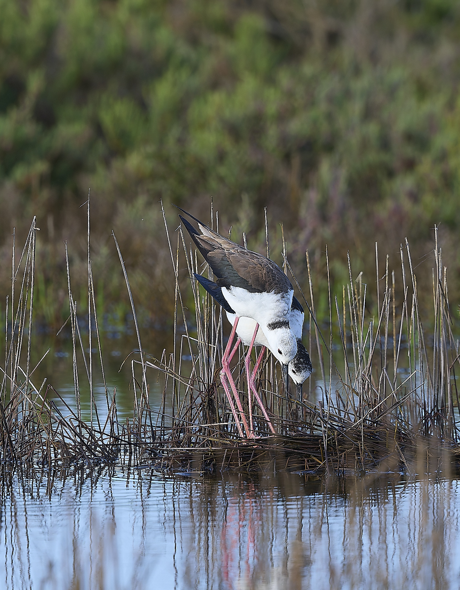 QuintaDaRochaBWS-7 2-NEF-