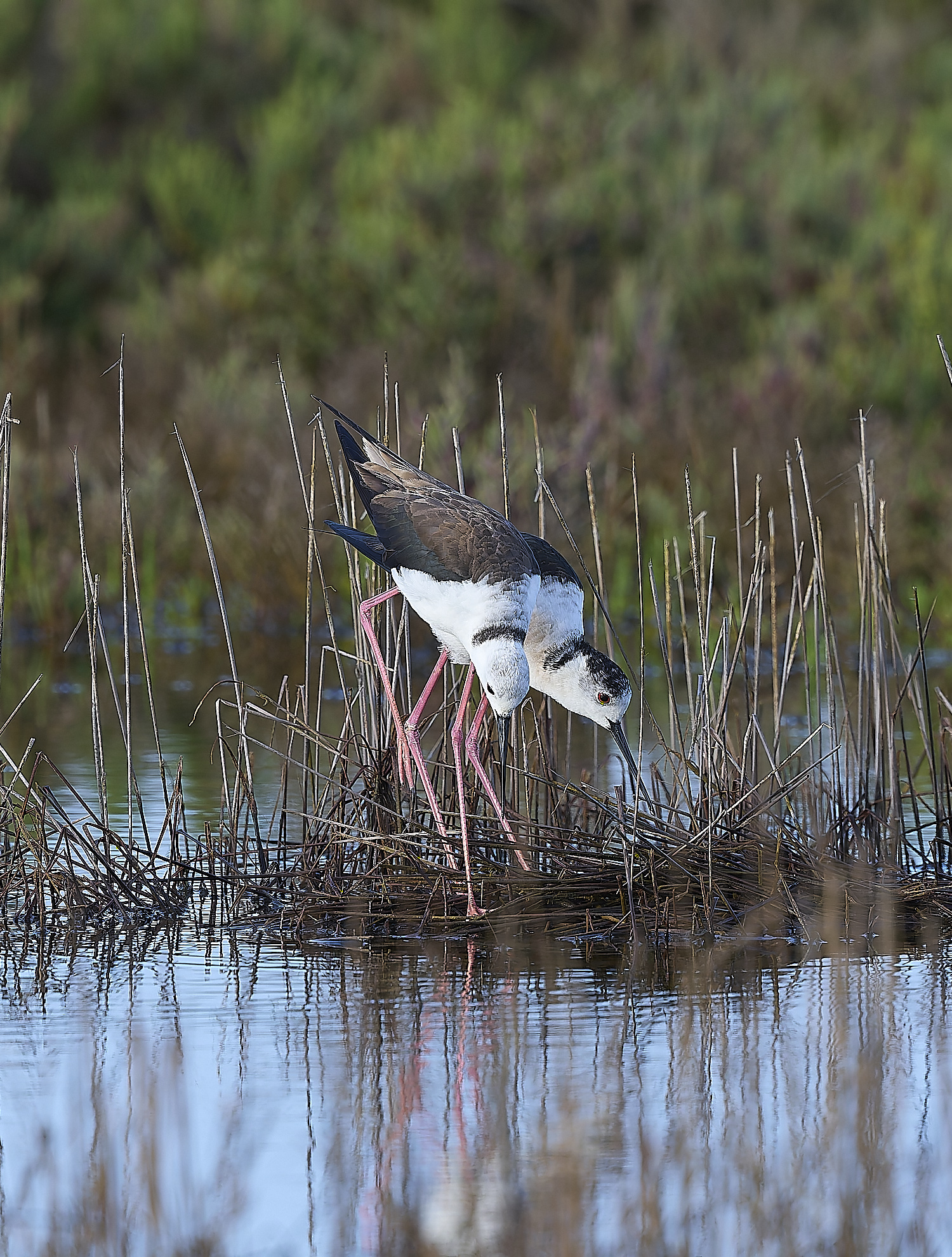 QuintaDaRochaBWS-8 2-NEF-