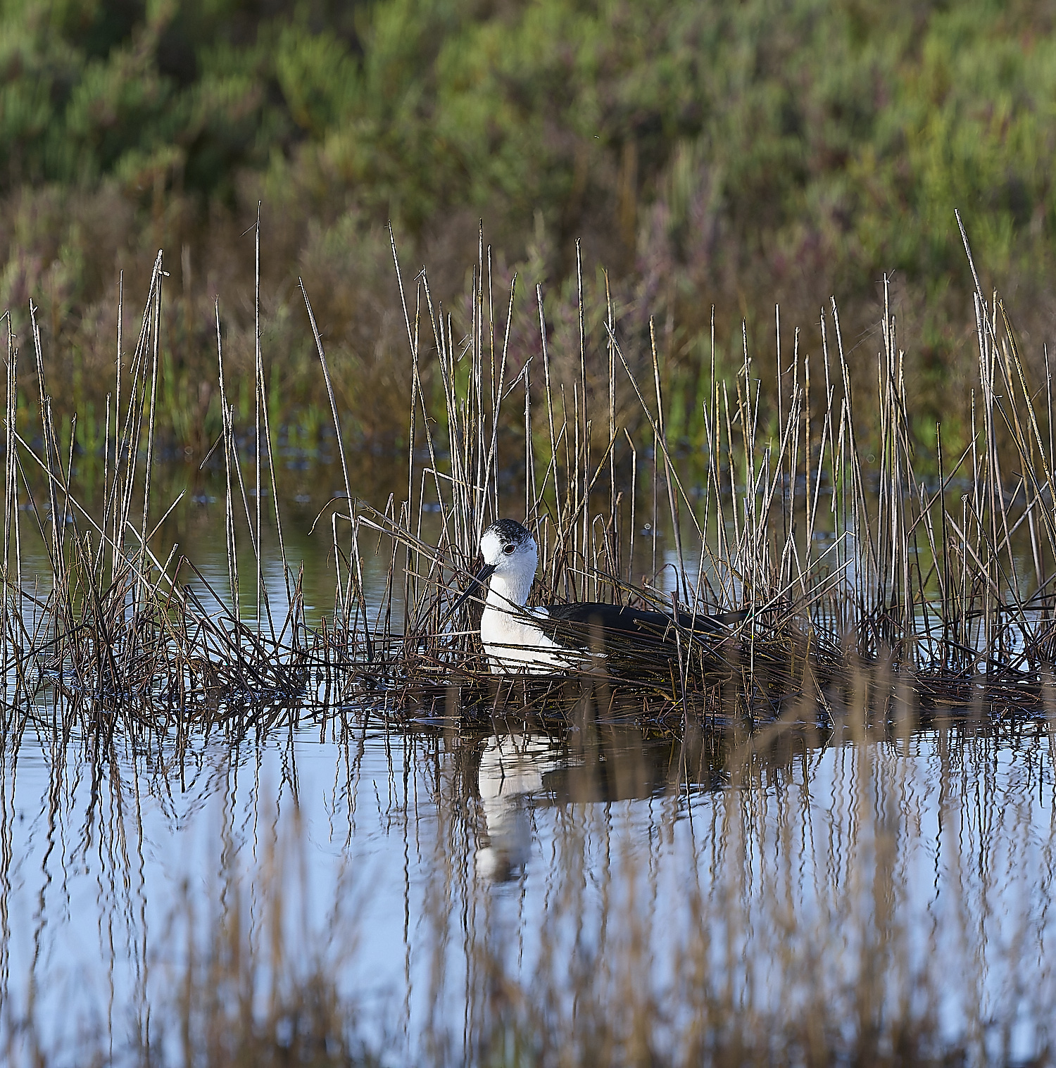 QuintaDaRochaBWS-9 2-NEF-