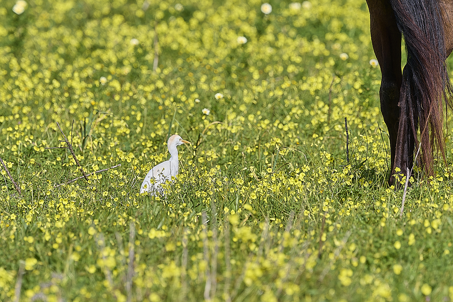 QuintaDaRochaCattleEgret250325-1-NEF-