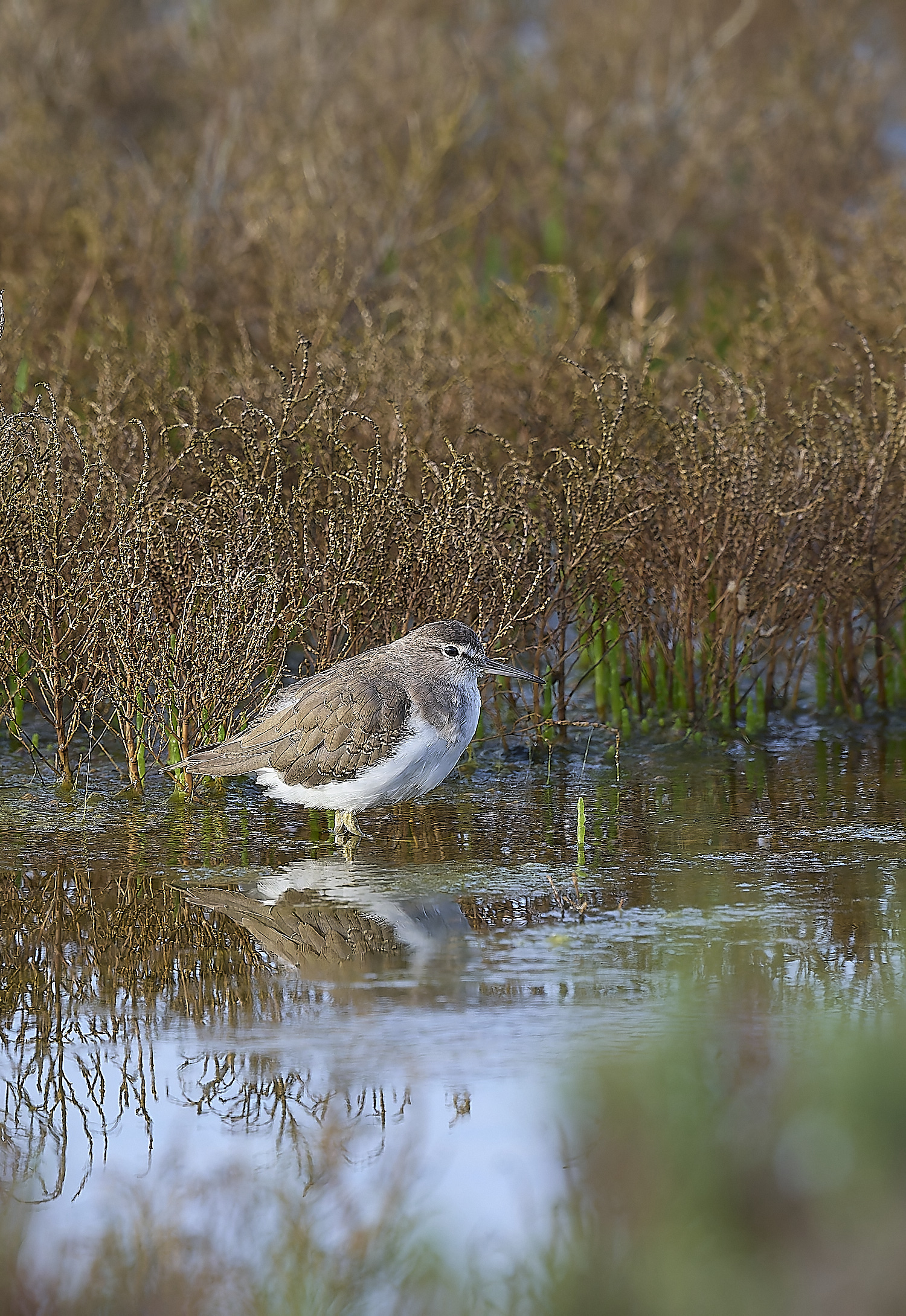 QuintaDaRochaCommonSandpiper250325-1-NEF-