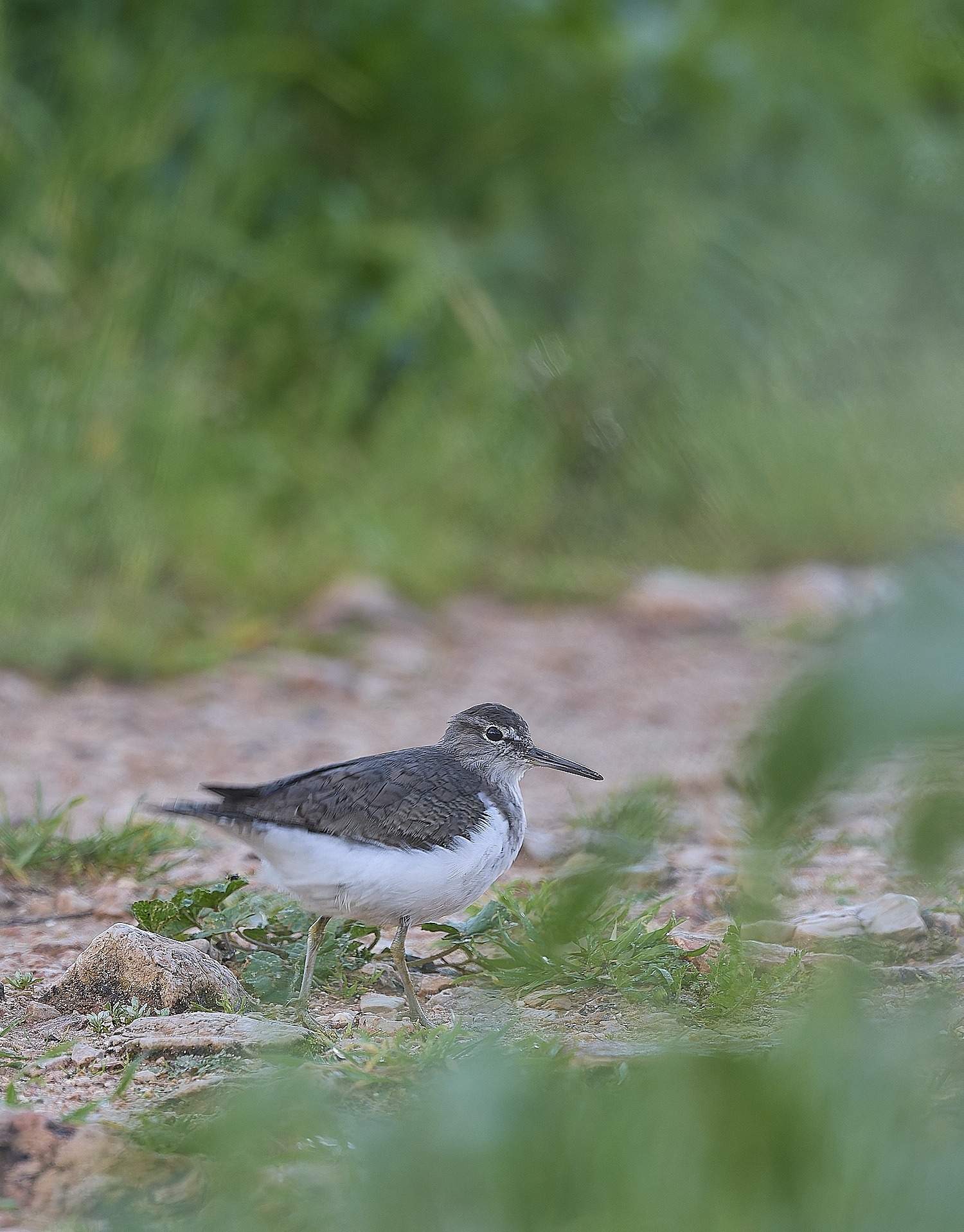 QuintaDaRochaCommonSandpiper250325-2-NEF-