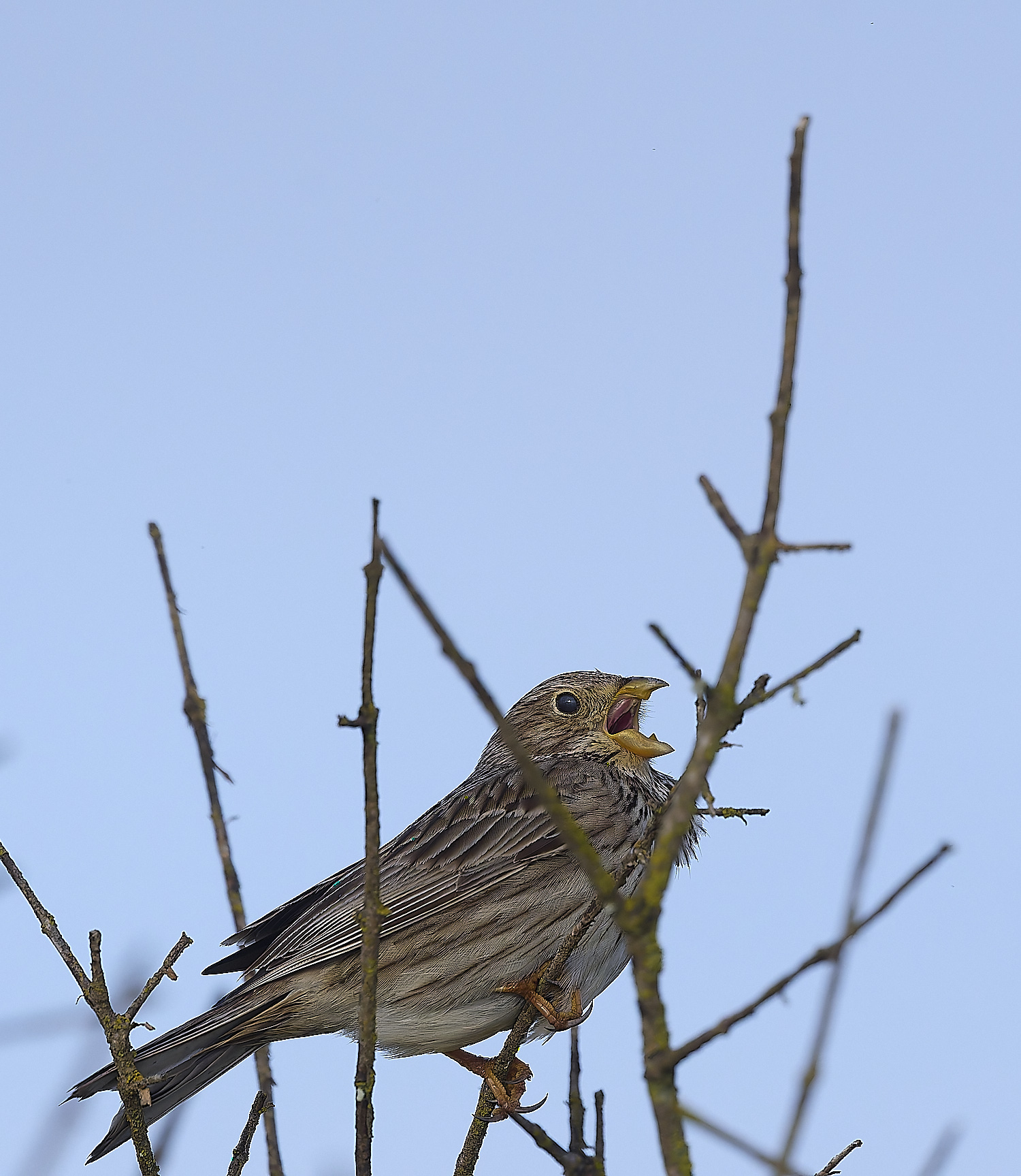 QuintaDaRochaCornBunting 1-NEF-