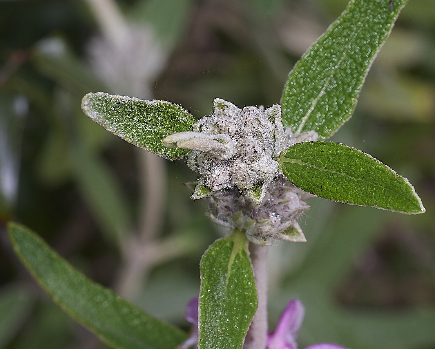 QuintaDaRochaFlower2220325-2