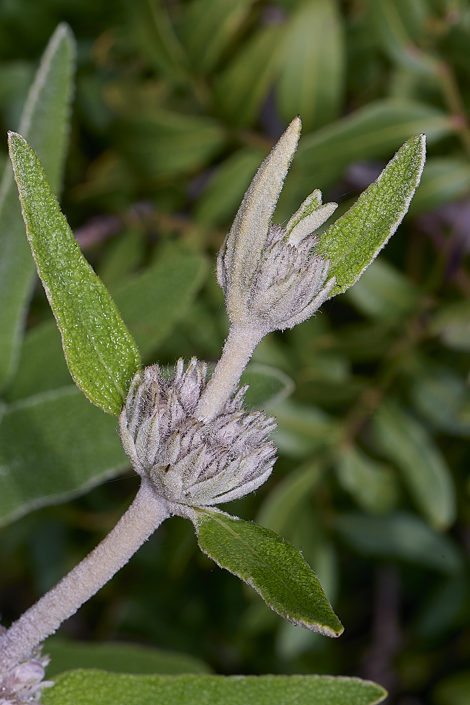 QuintaDaRochaFlower2220325-3