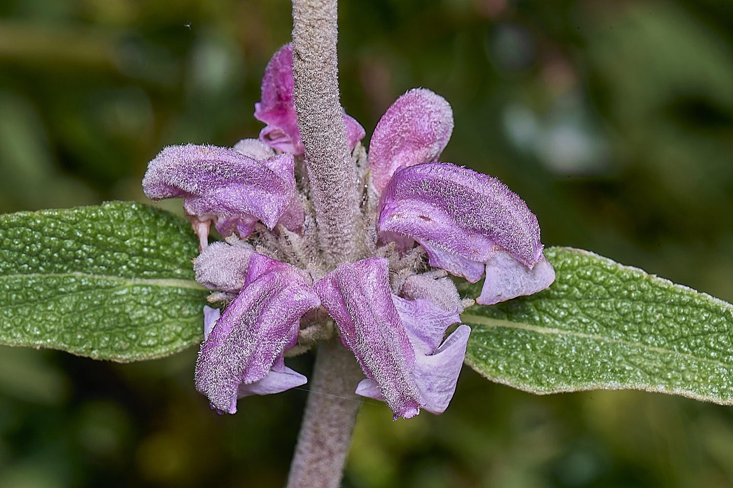 QuintaDaRochaFlower2220325-4