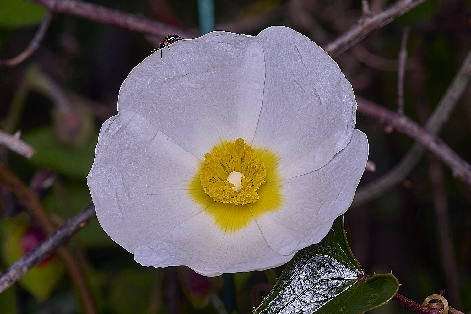 QuintaDaRochaFlower3220325-1