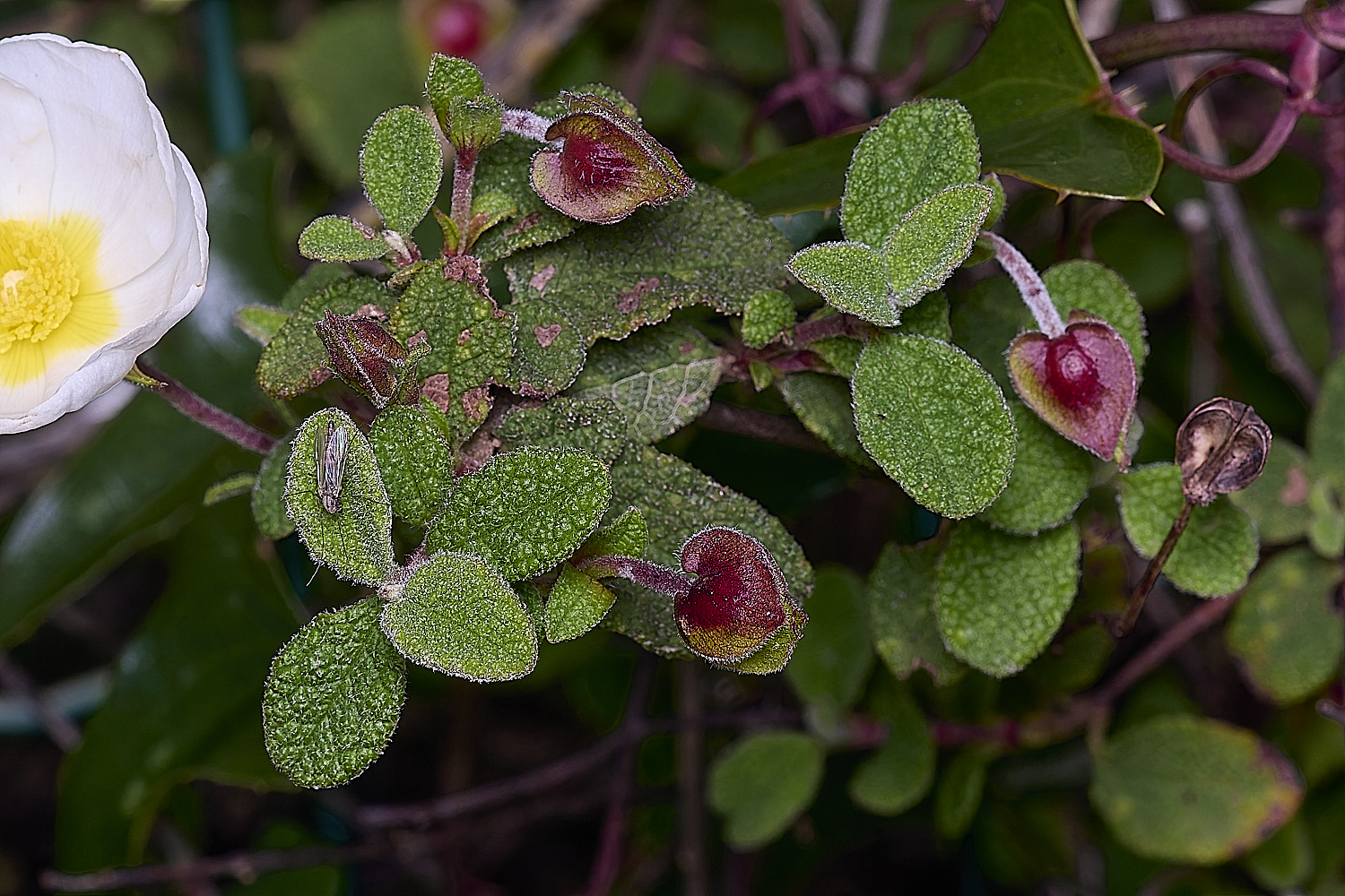 QuintaDaRochaFlower3220325-2