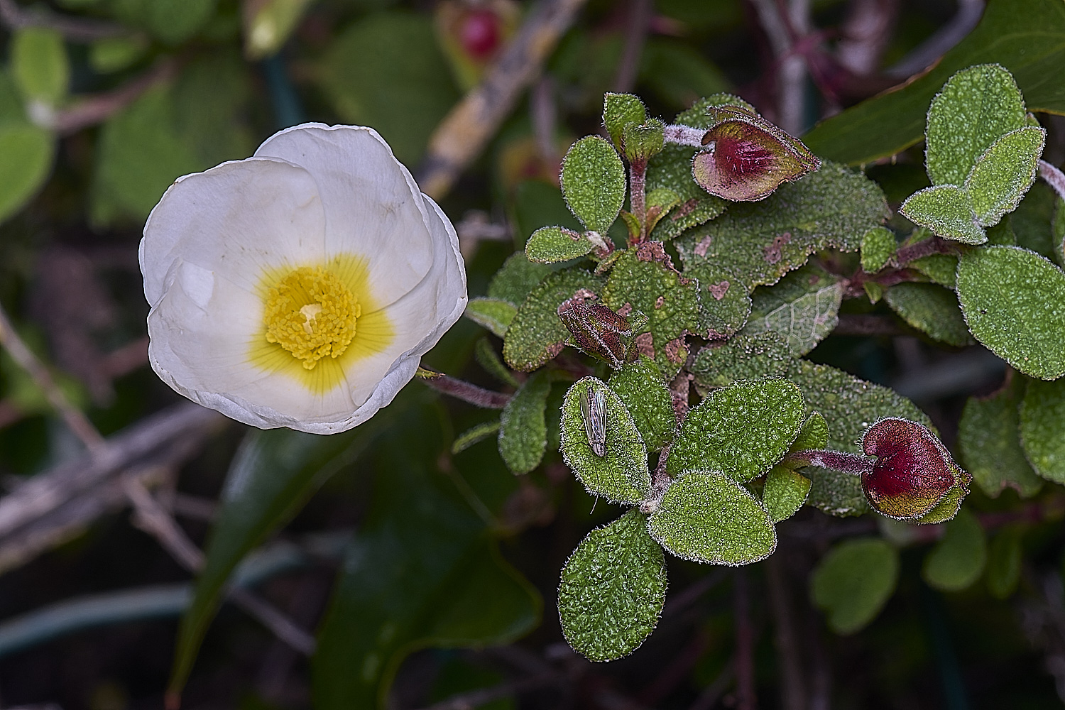 QuintaDaRochaFlower3220325-3