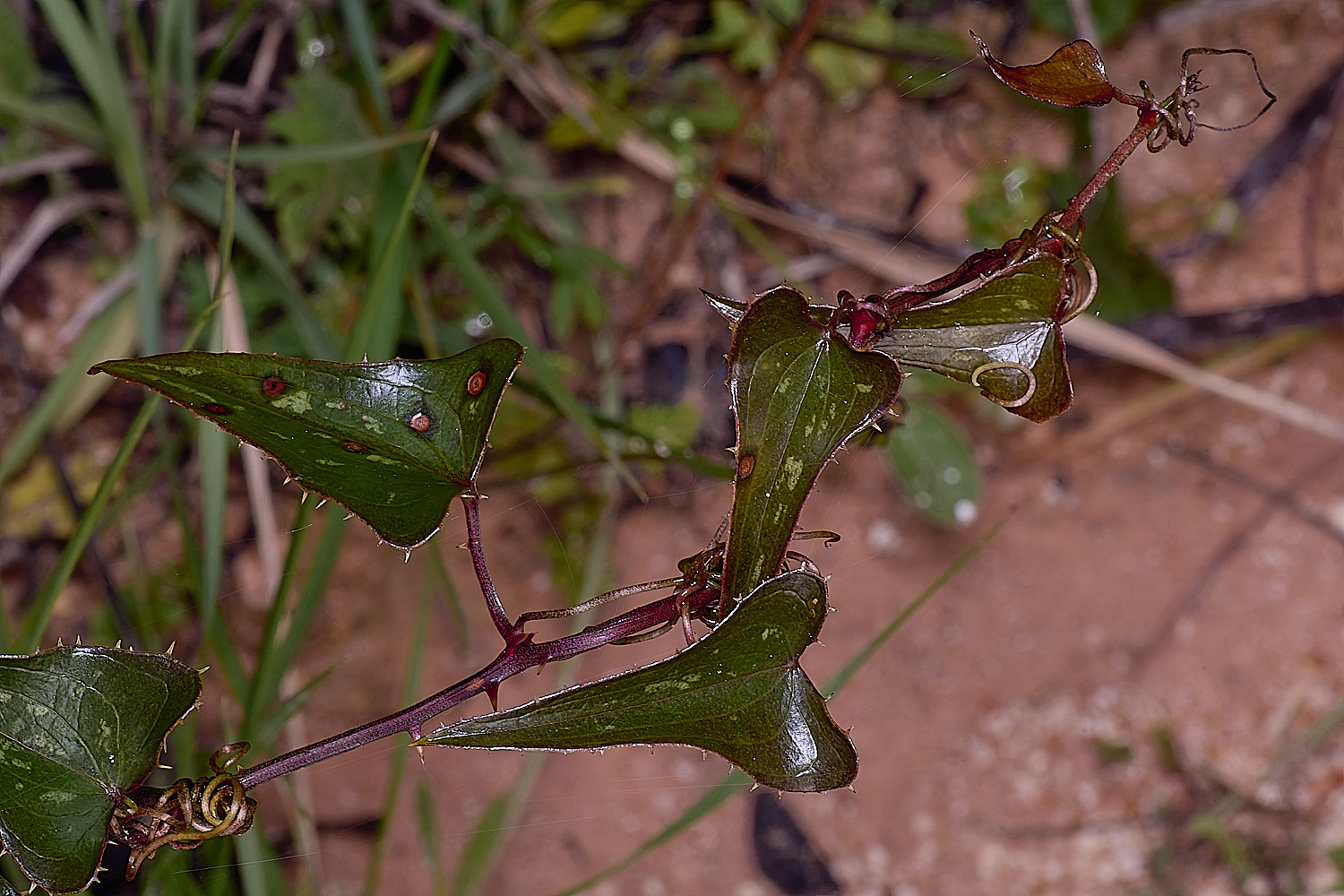 QuintaDaRochaFlower4220325-1