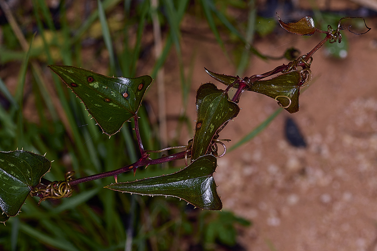 QuintaDaRochaFlower4220325-2