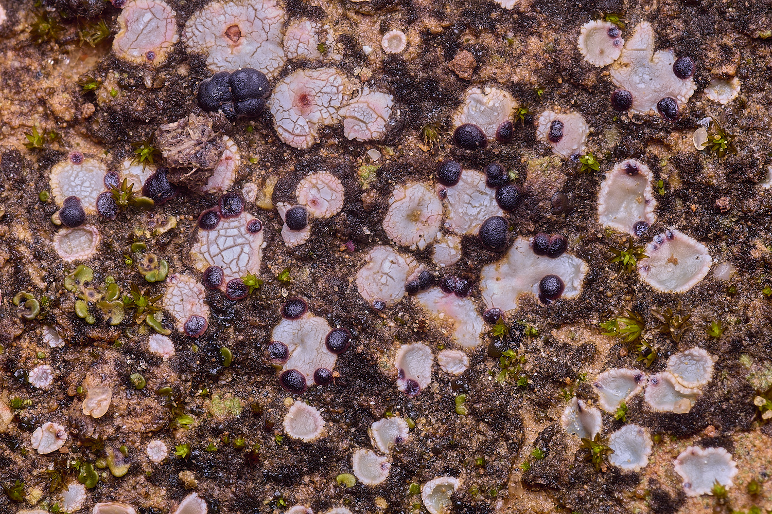 QuintaDaRochaLichen220325-1