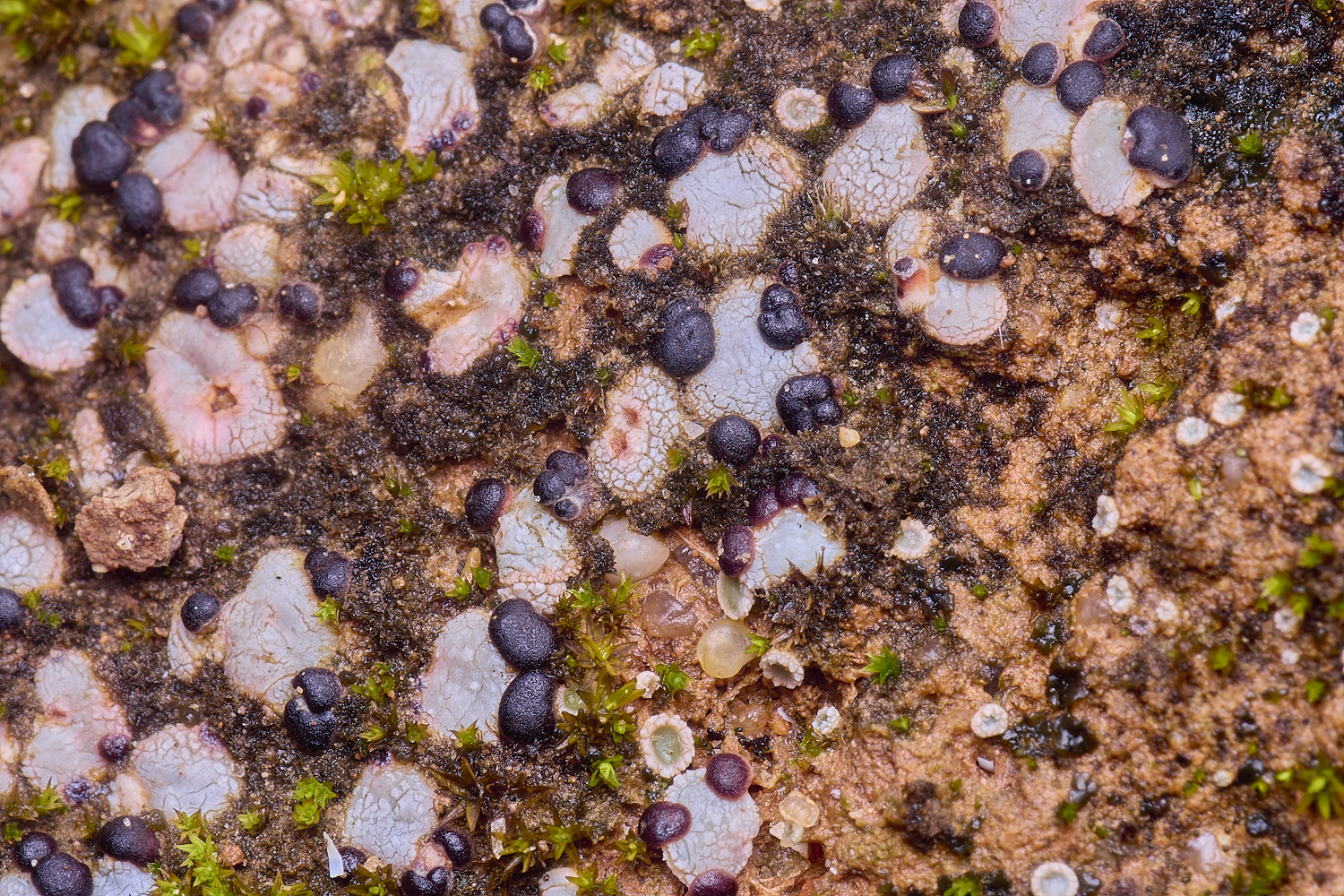 QuintaDaRochaLichen220325-2