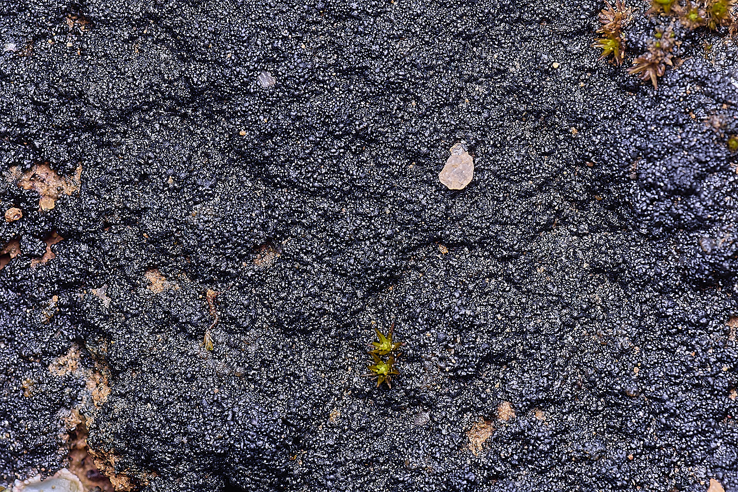 QuintaDaRochaLichen220325-3