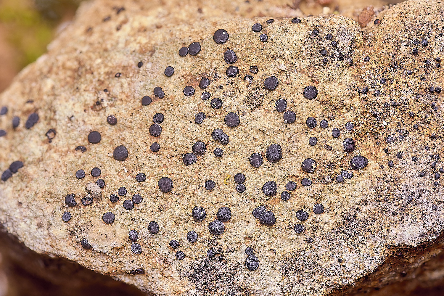 QuintaDaRochaLichen220325-4