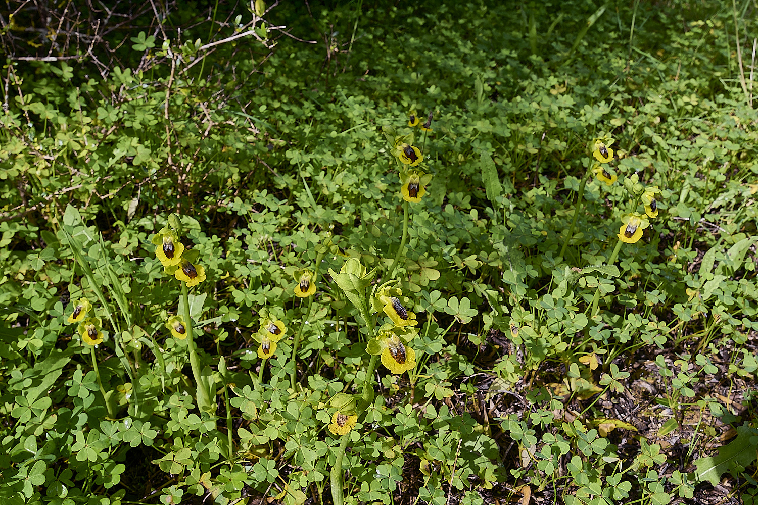 QuintaDaRochaOluteum220325-2