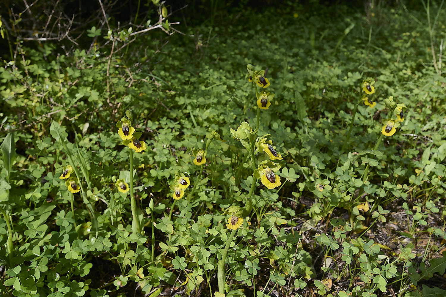 QuintaDaRochaOluteum220325-3