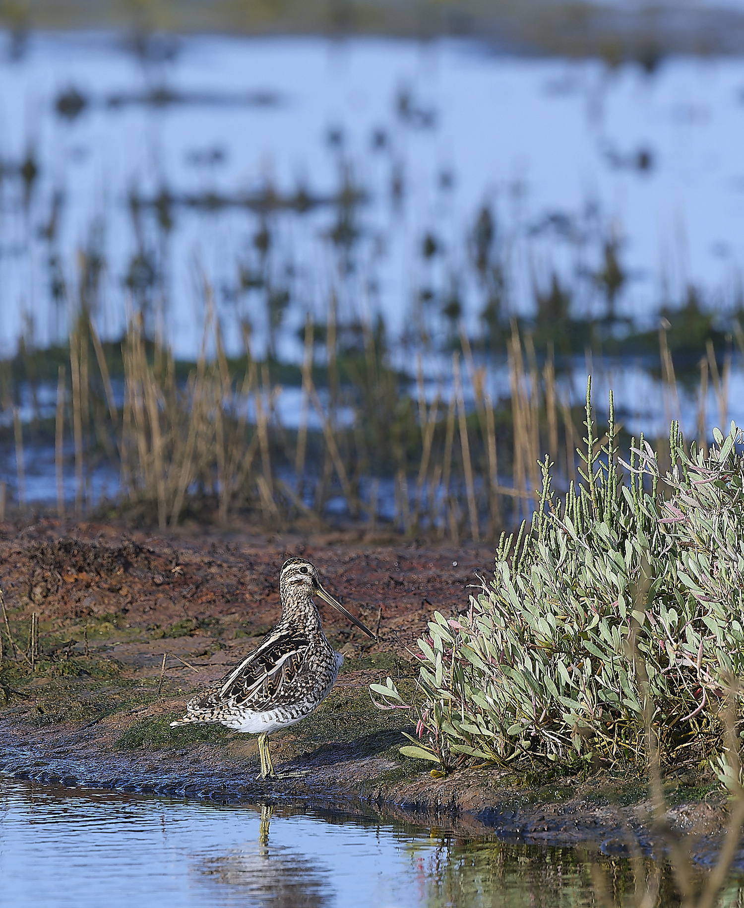QuintaDaRochaSnipe250325-1-NEF-