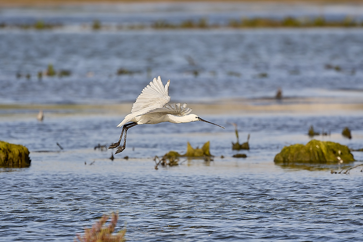 QuintaDaRochaSpoonbill250325-1-NEF-