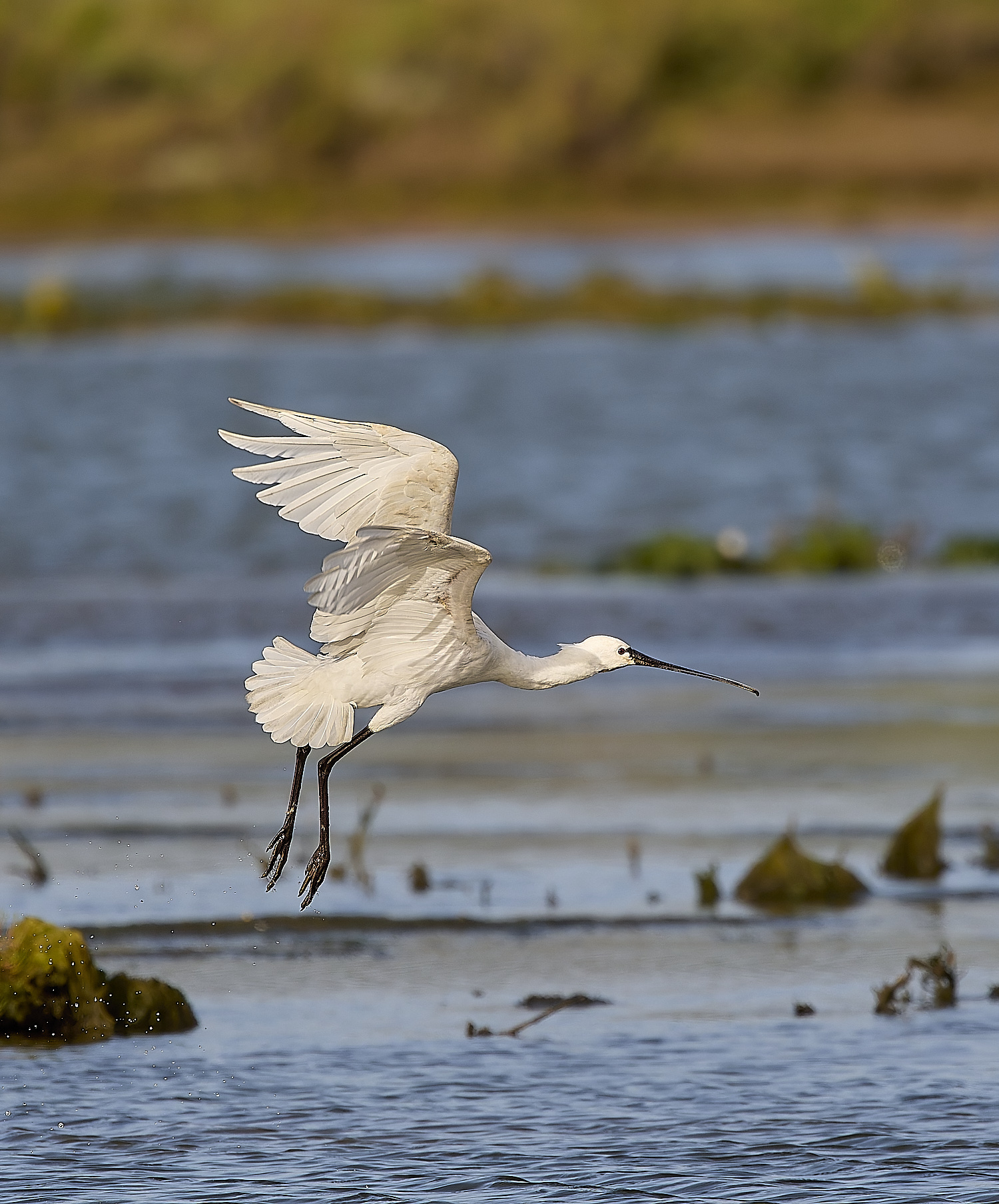 QuintaDaRochaSpoonbill250325-2-NEF-