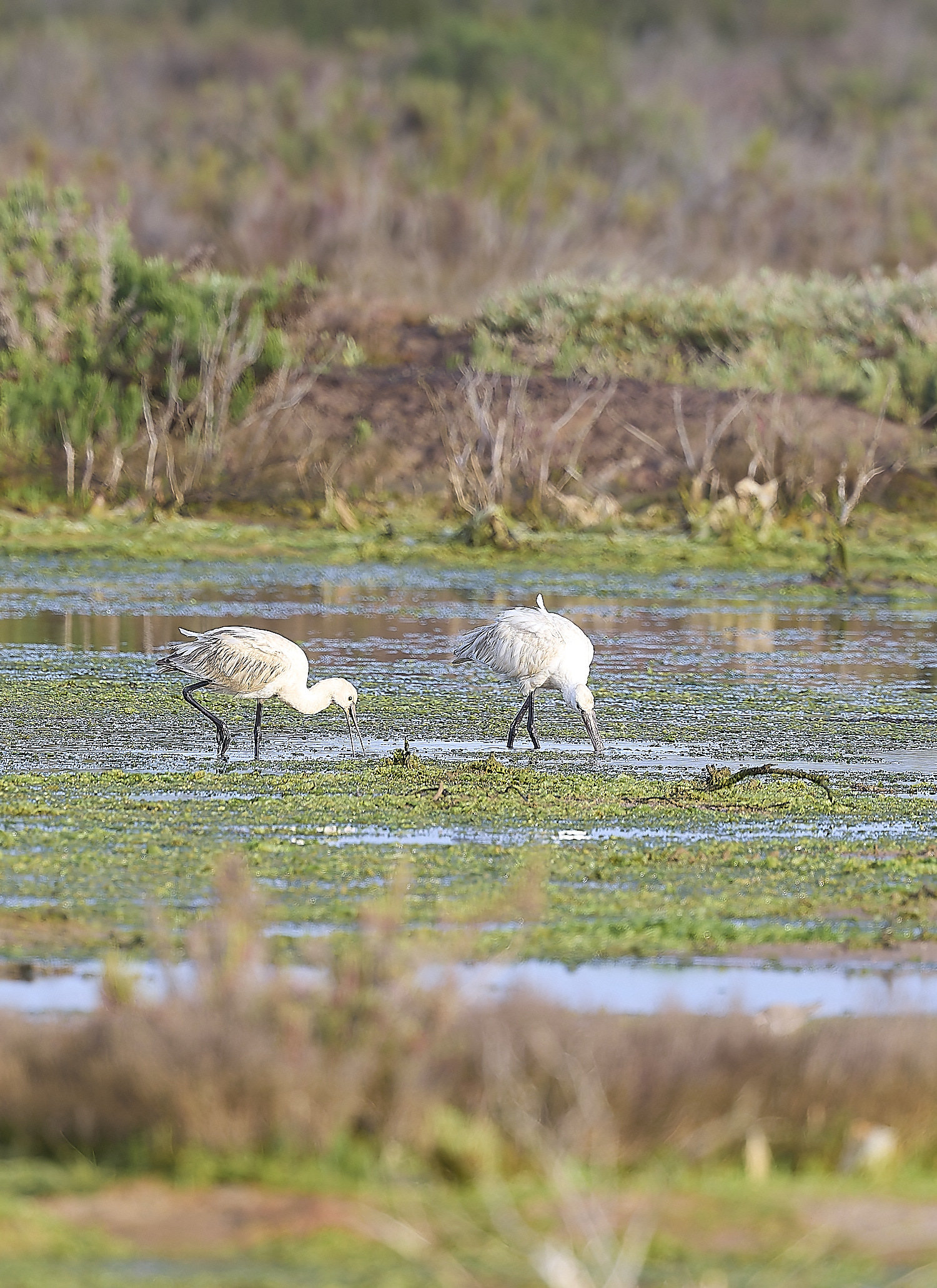 QuintaDaRochaSpoonbill250327-1-NEF-