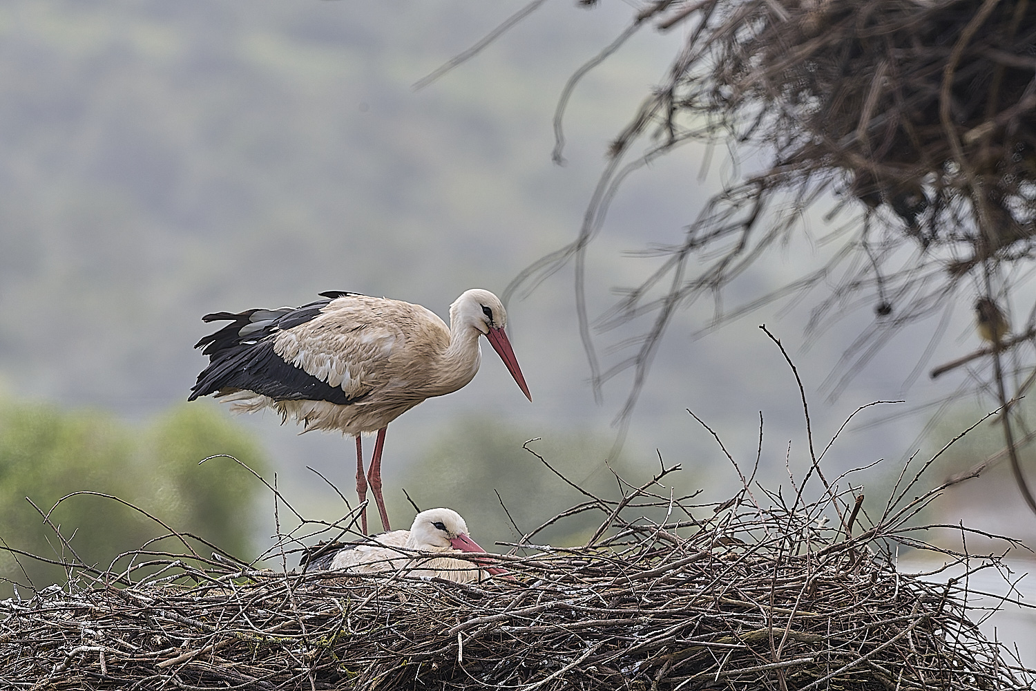 QuintaDaRochaWhiteStork220325-1