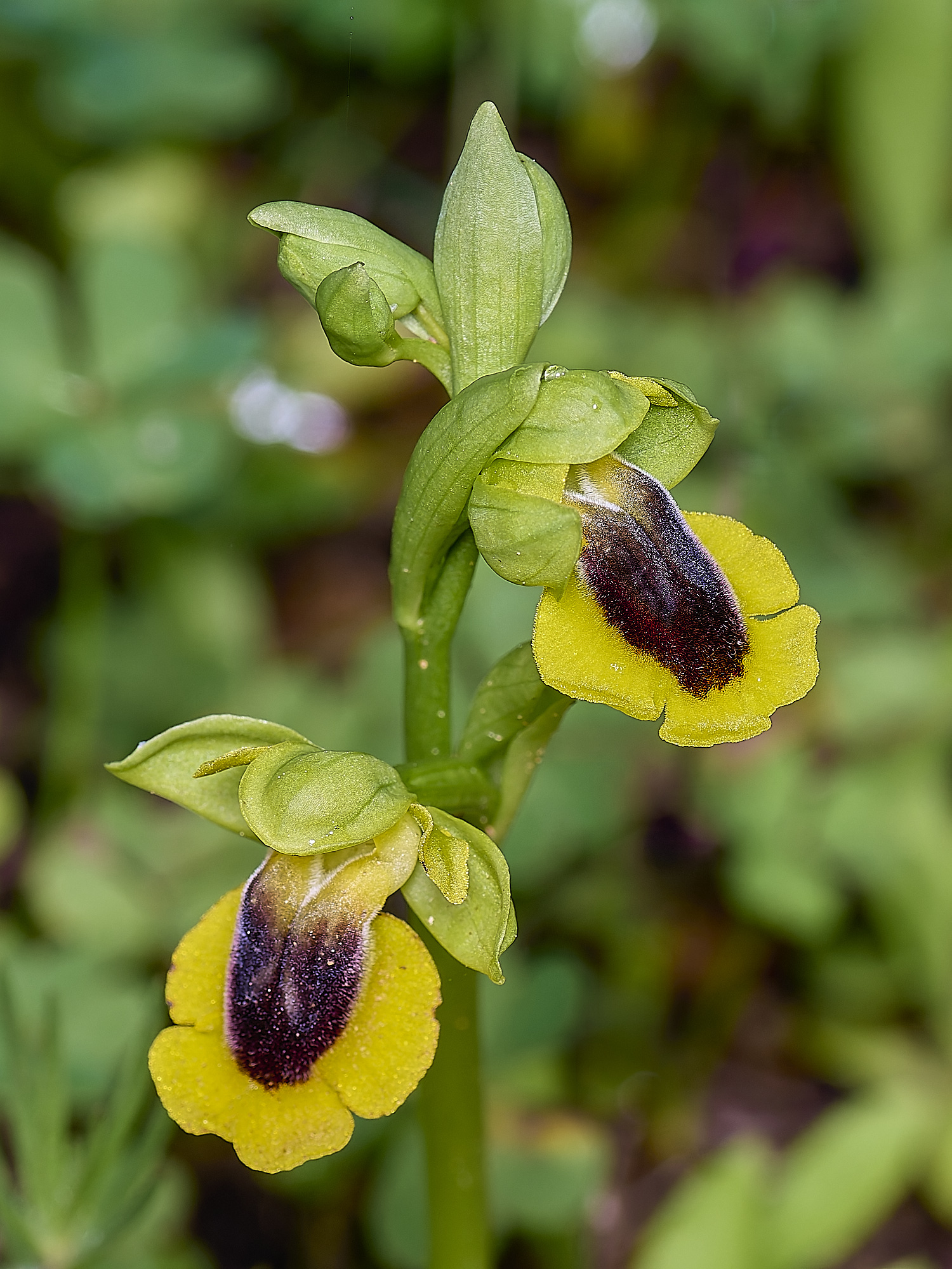 QuintaDaRochaYellow220325-2