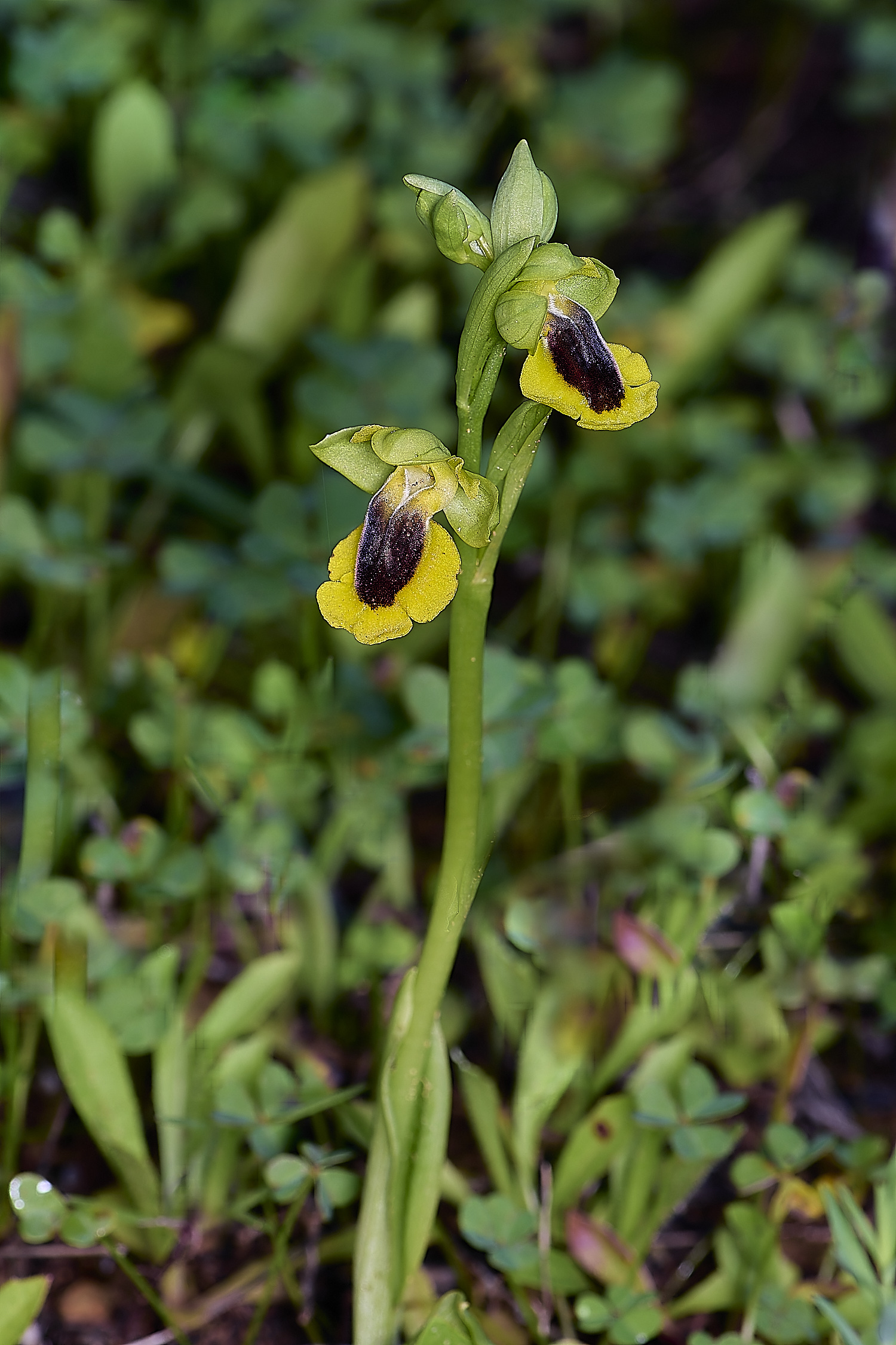 QuintaDaRochaYellow220325-3