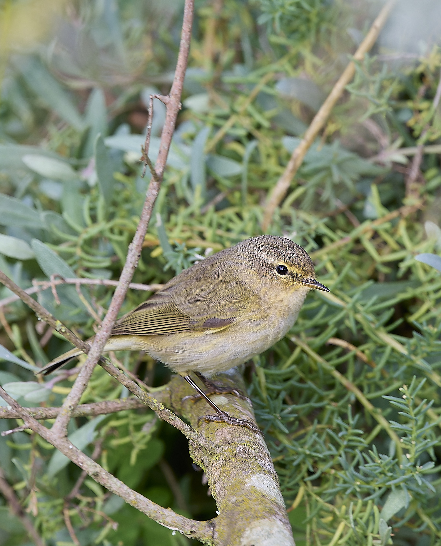QuintaDaRochChiffchaff250325-1-NEF-
